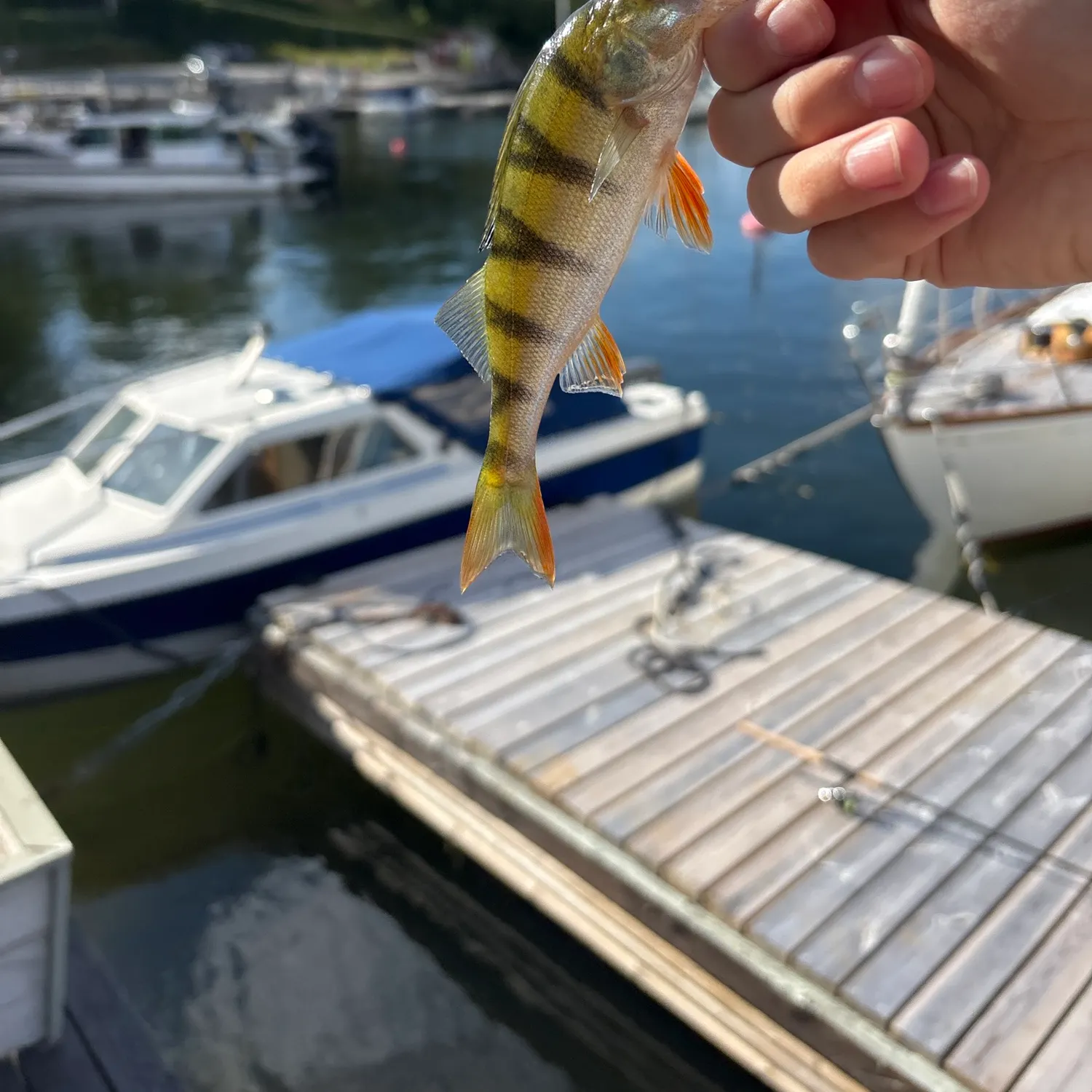 European perch caught on Fishbrain