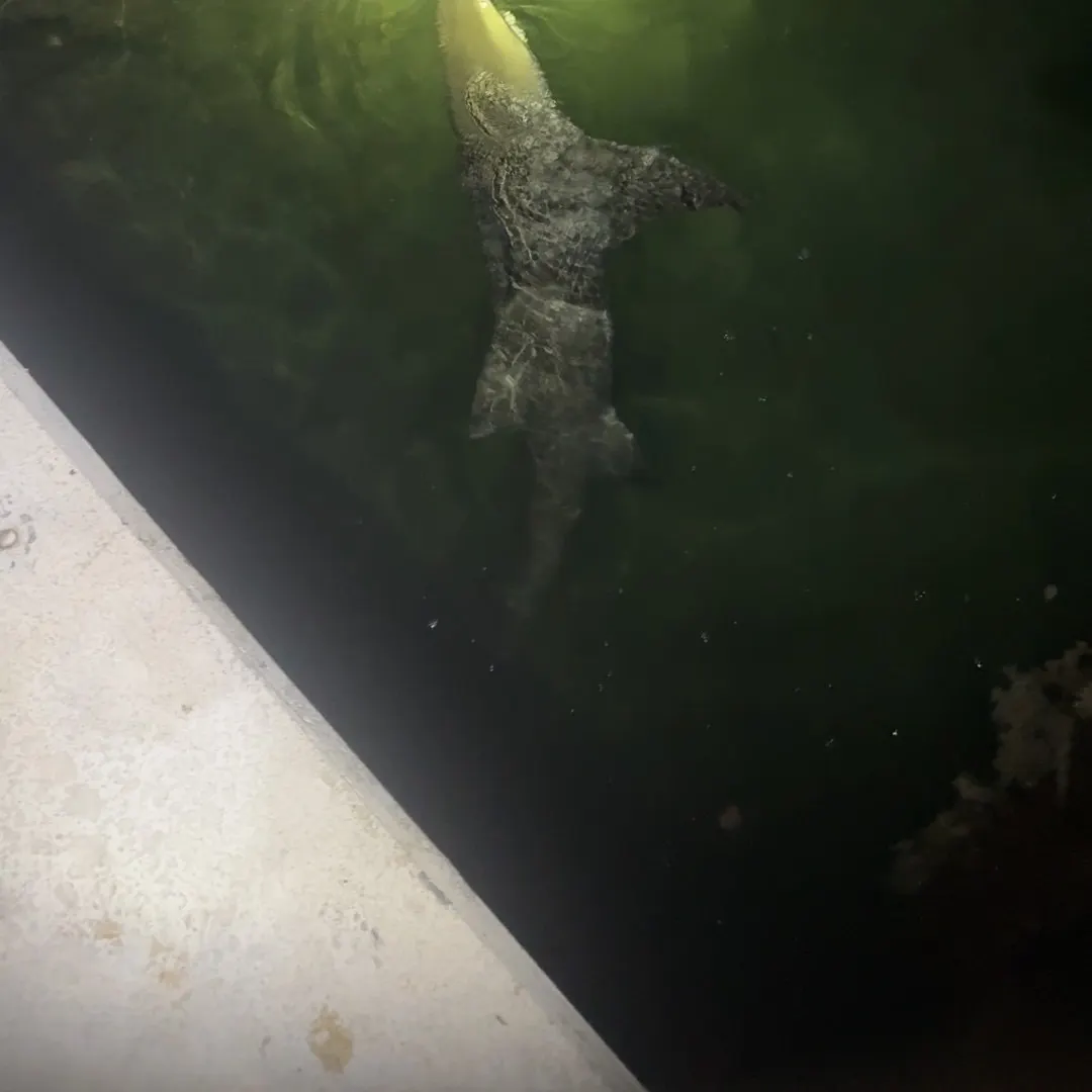 The most recent Caribbean reef shark catches on Fishbrain
