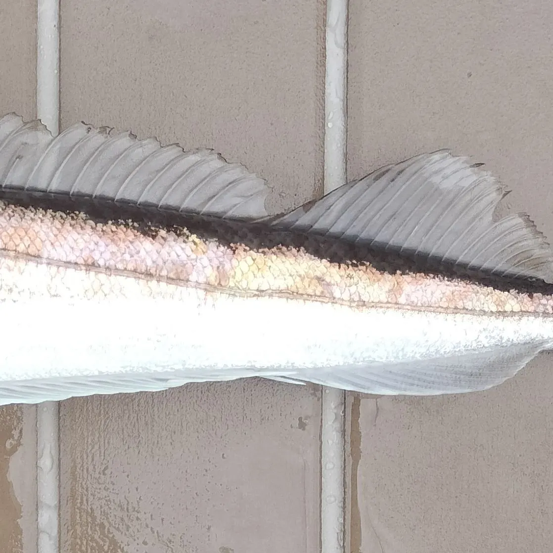 The most recent Silver hake catches on Fishbrain