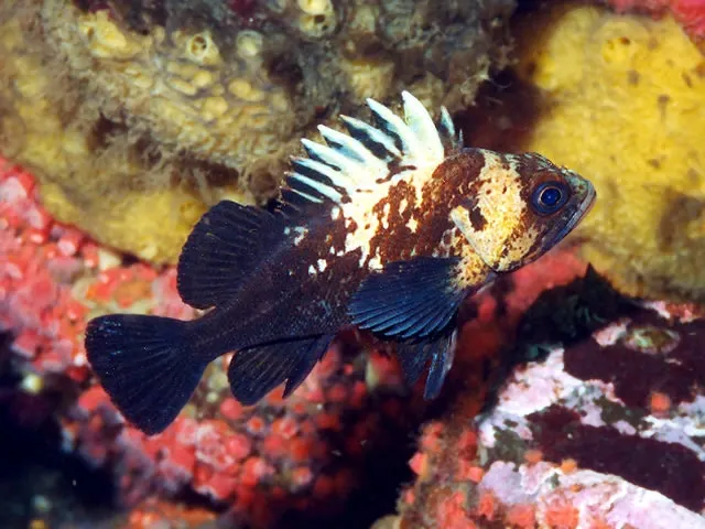 Quillback rockfish