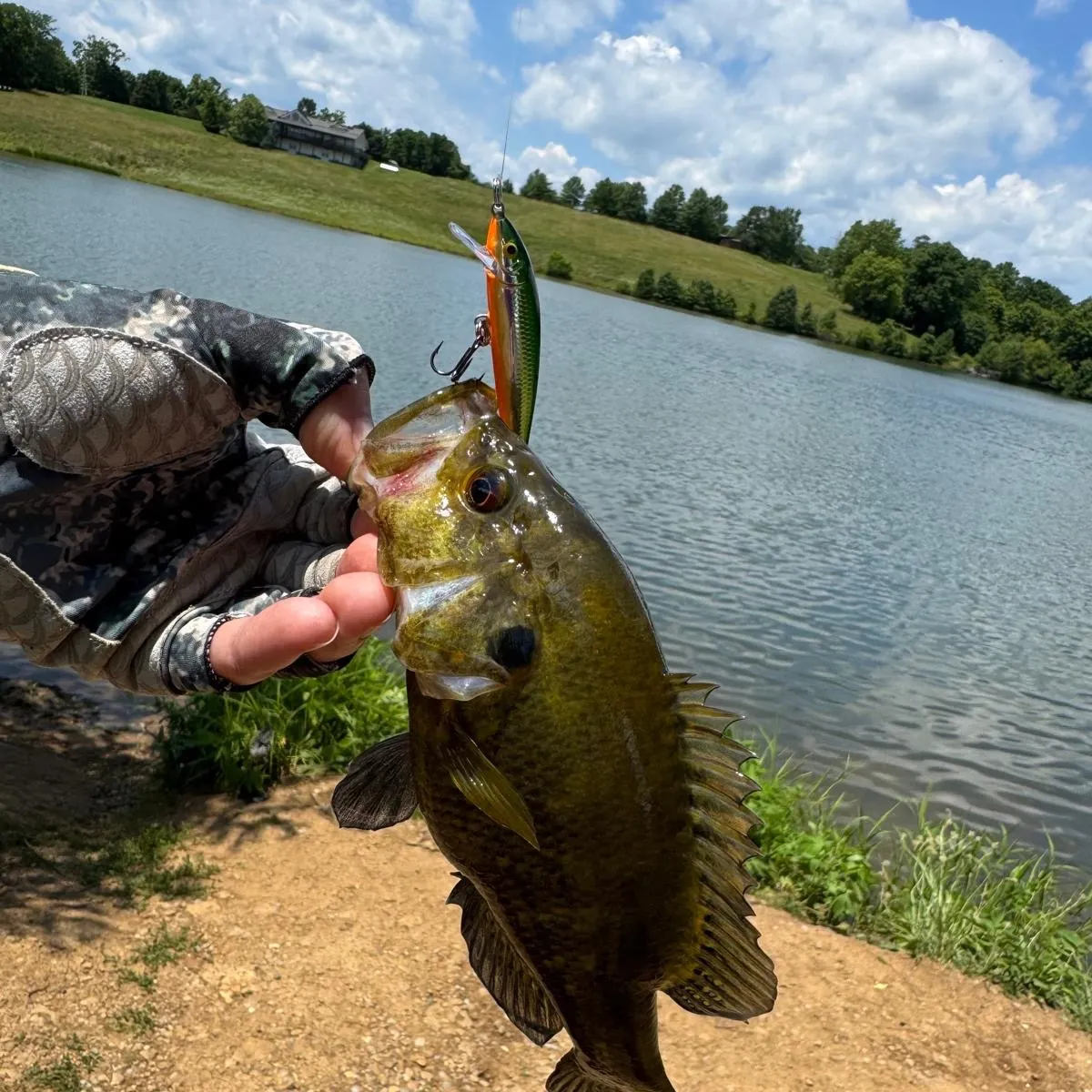 Rock bass caught on Fishbrain