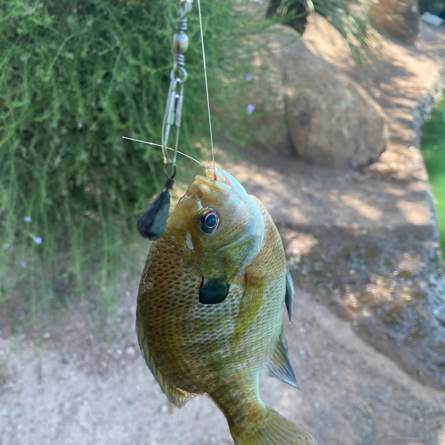 Bluegill caught on Fishbrain