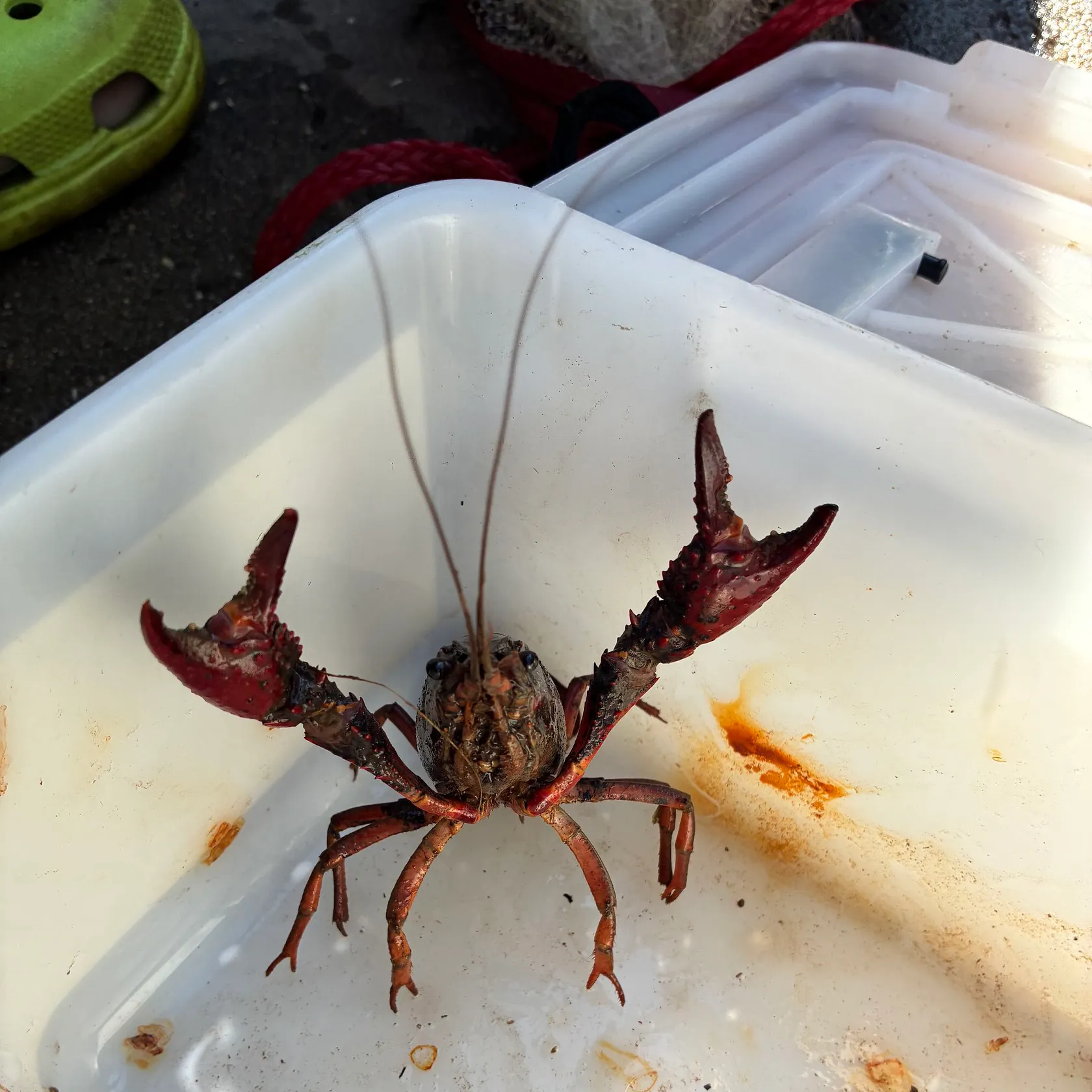 Red swamp crayfish caught on Fishbrain