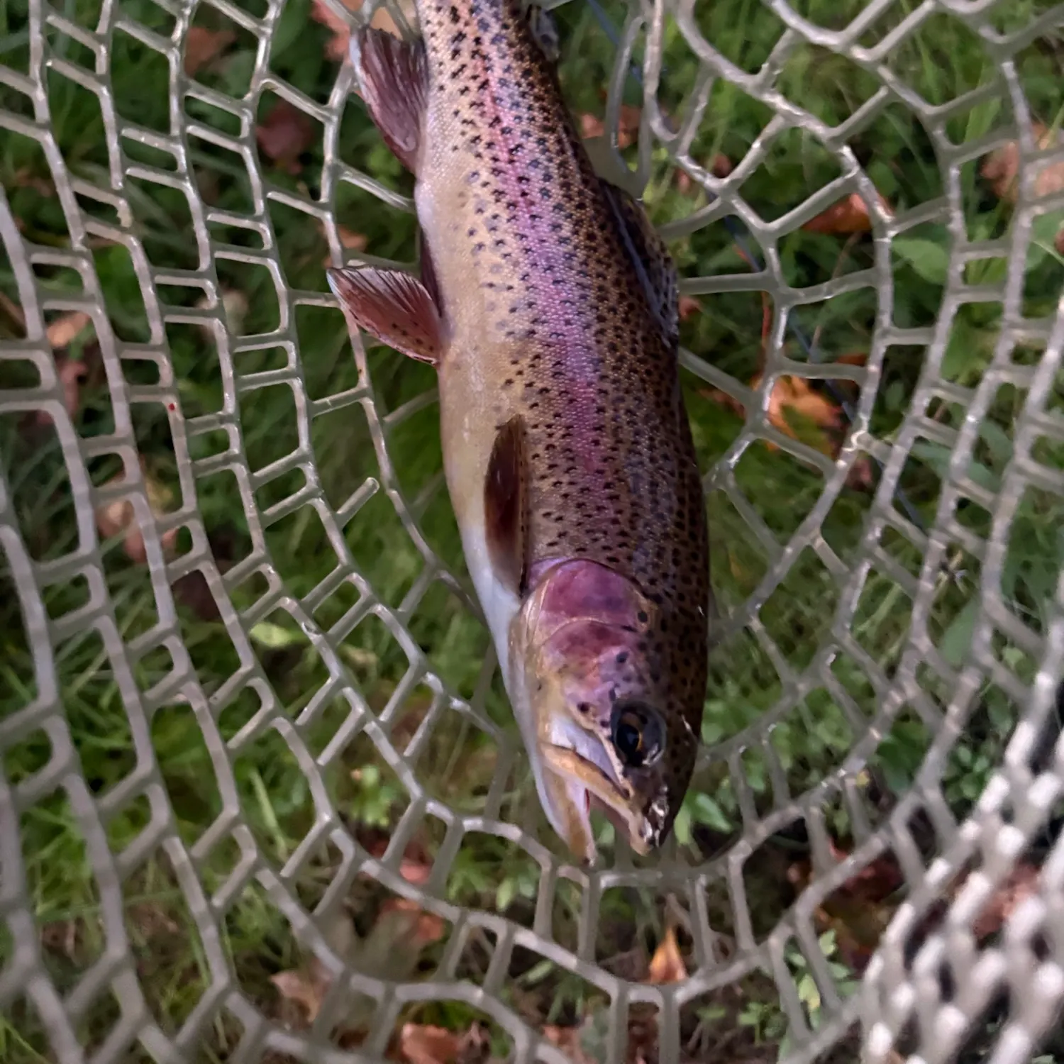 Rainbow trout caught on Fishbrain