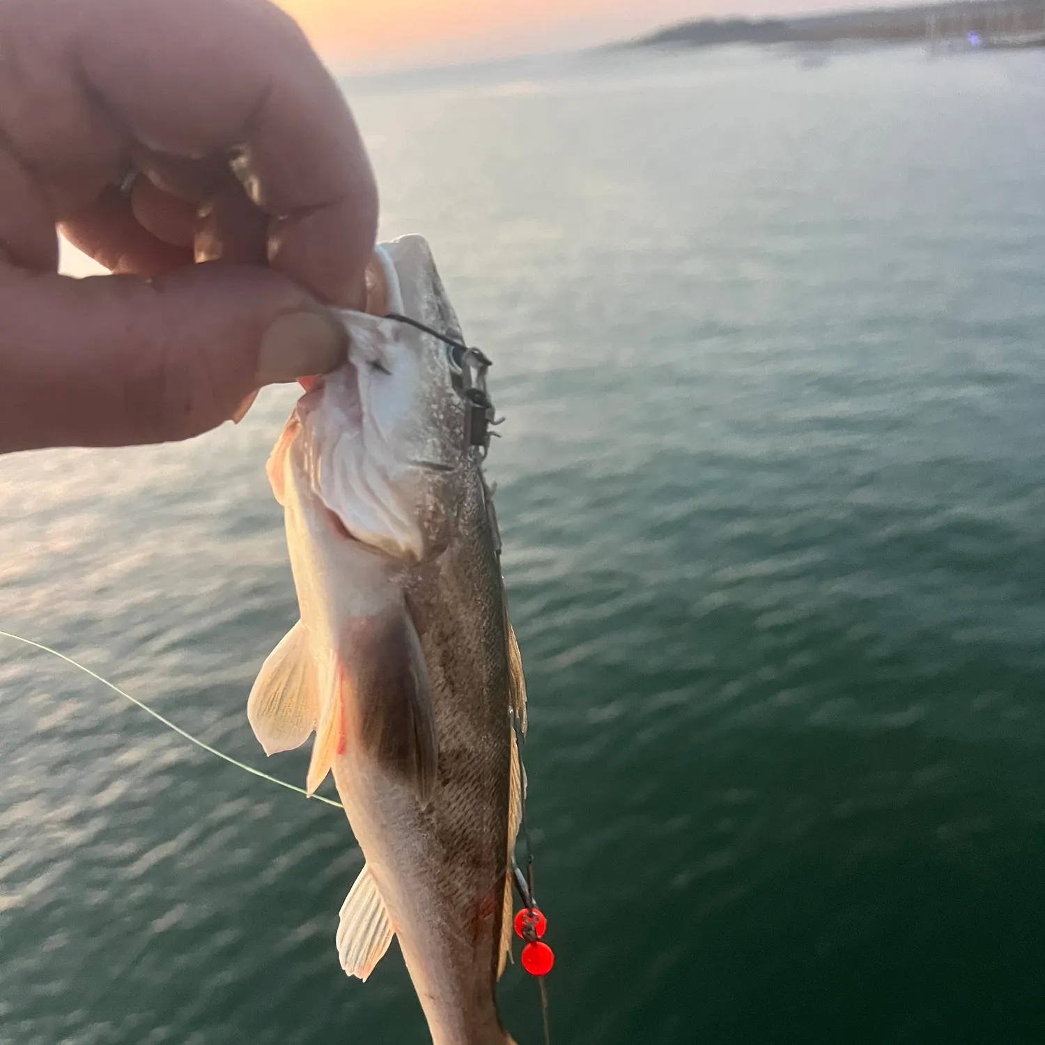 The most recent Southern kingcroaker catches on Fishbrain