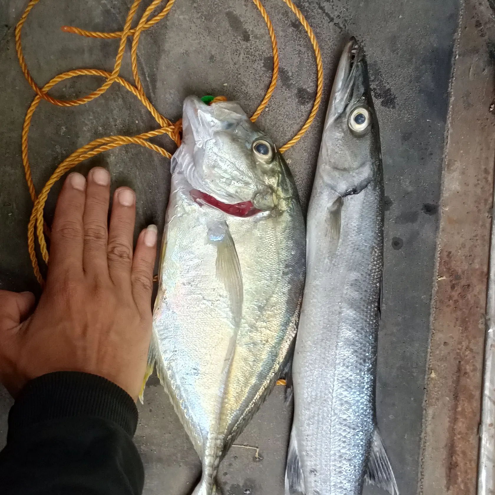 recently logged catches