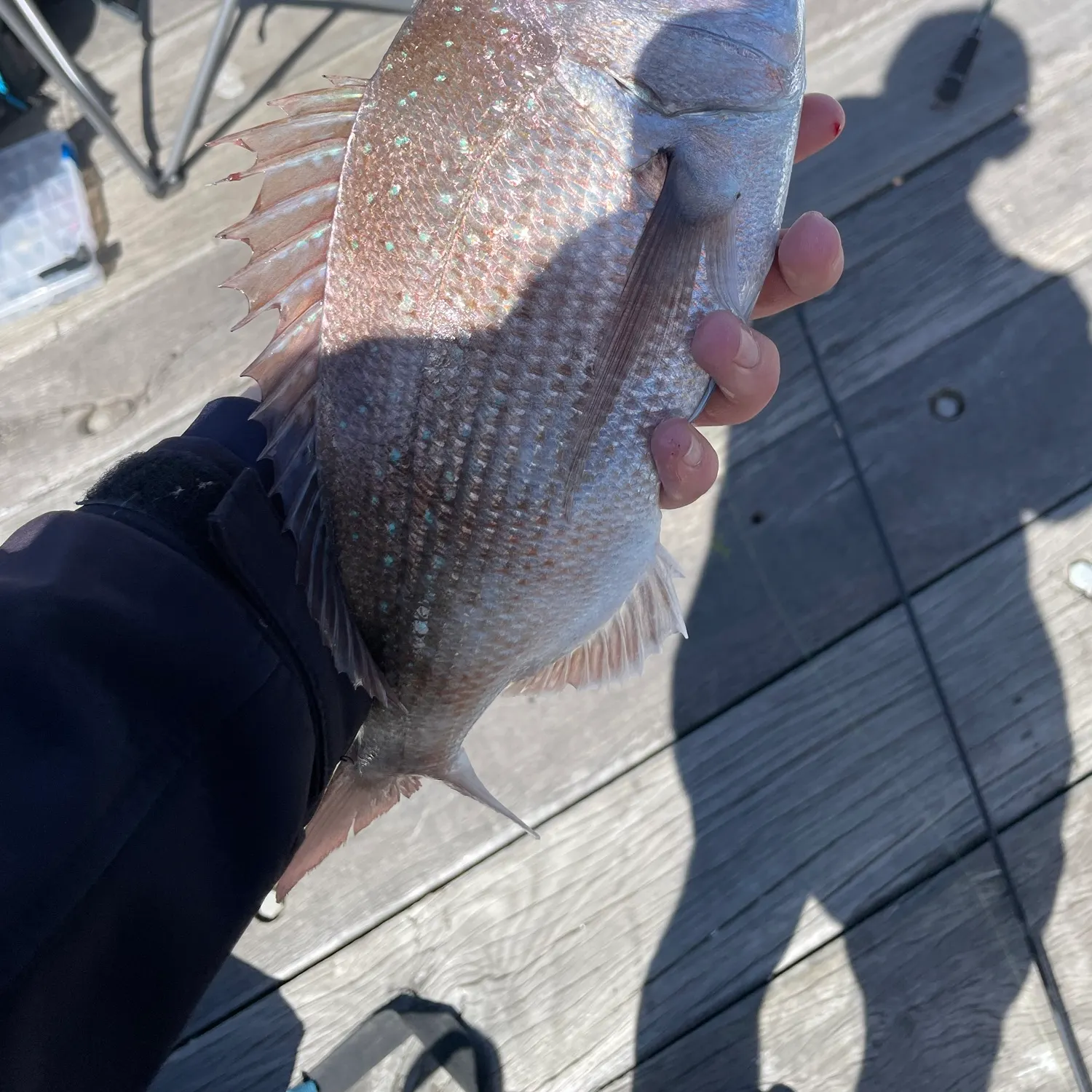 Australasian snapper caught on Fishbrain