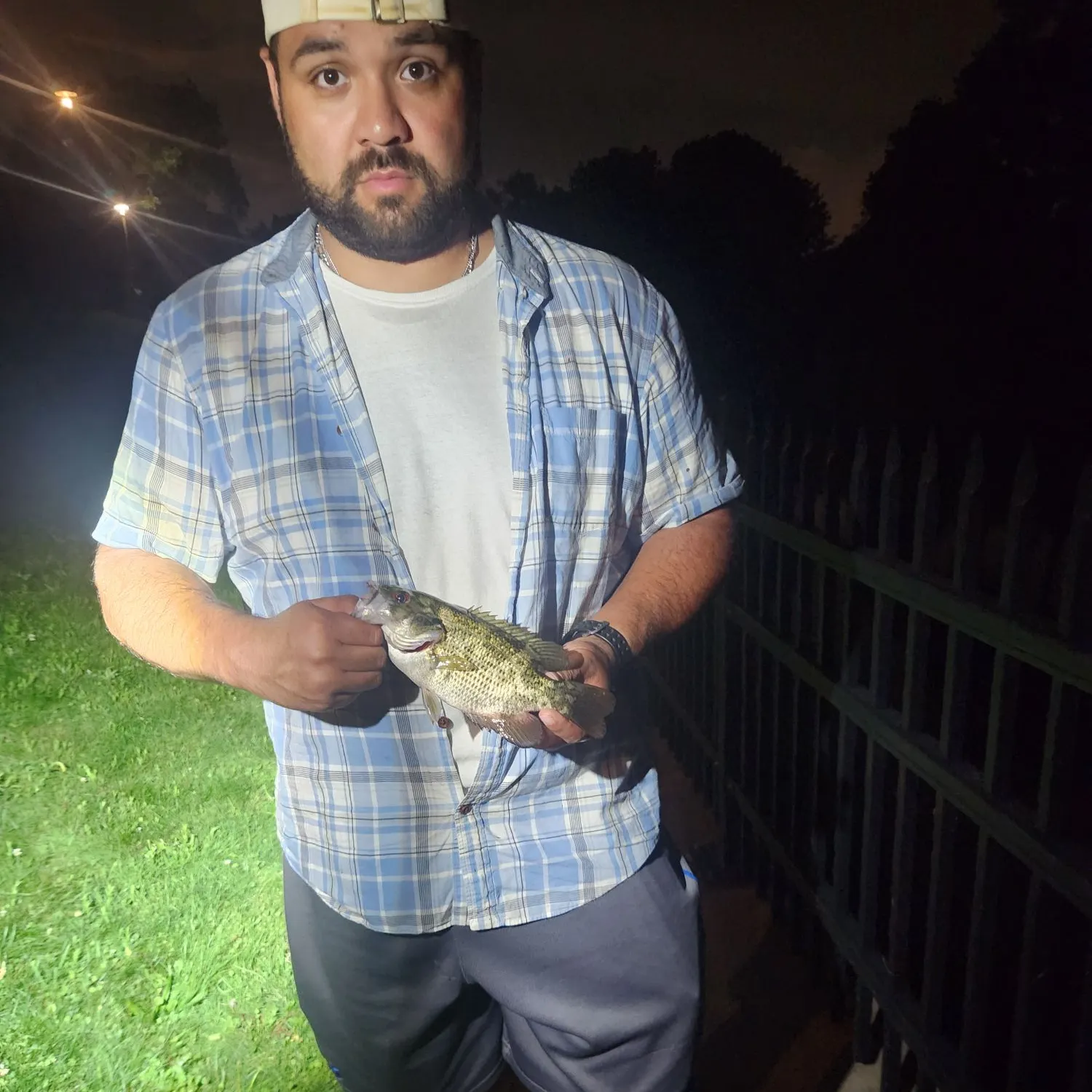 Rock bass caught on Fishbrain