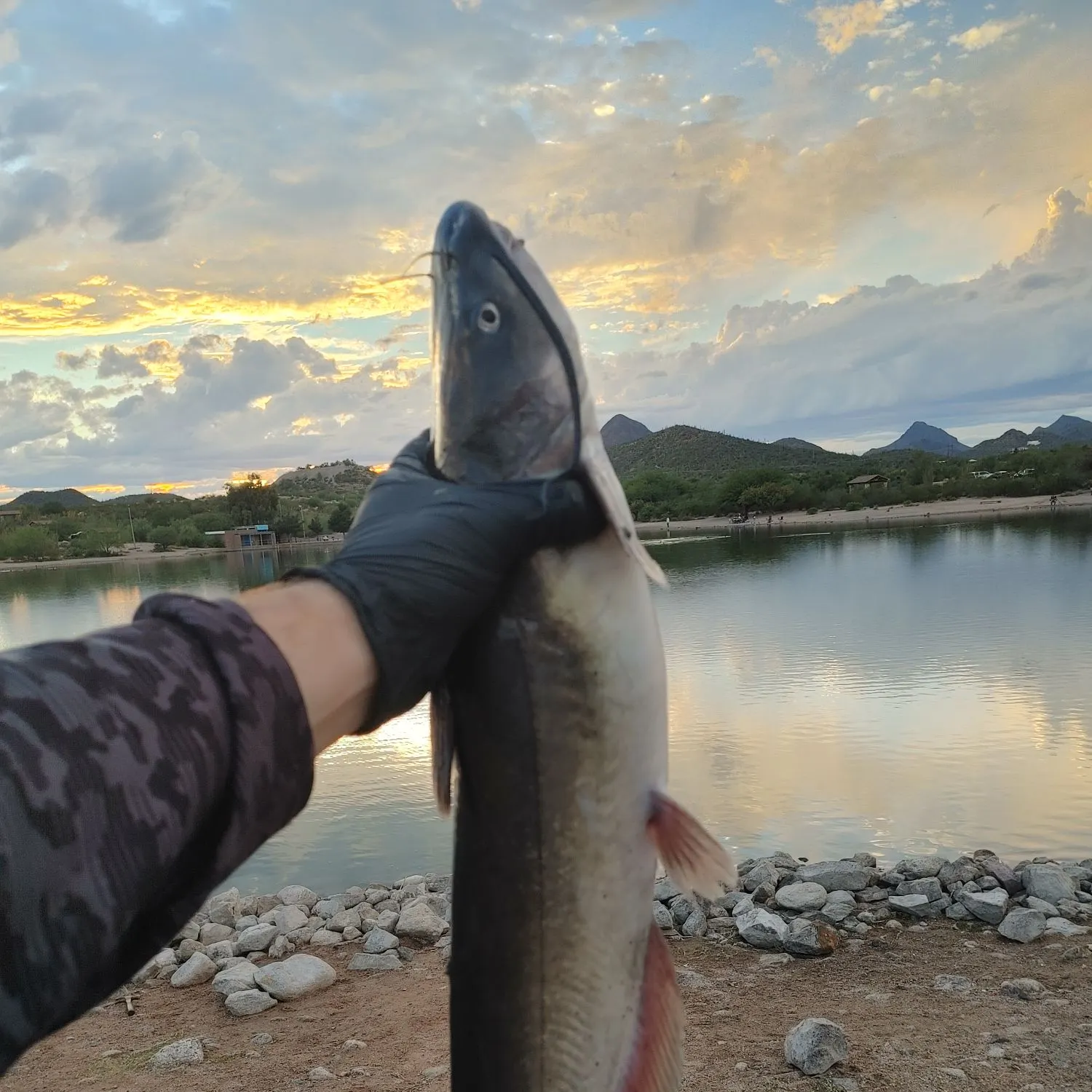 Channel catfish caught on Fishbrain