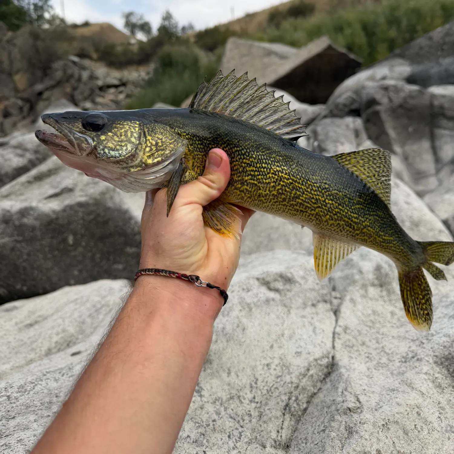 Walleye caught on Fishbrain