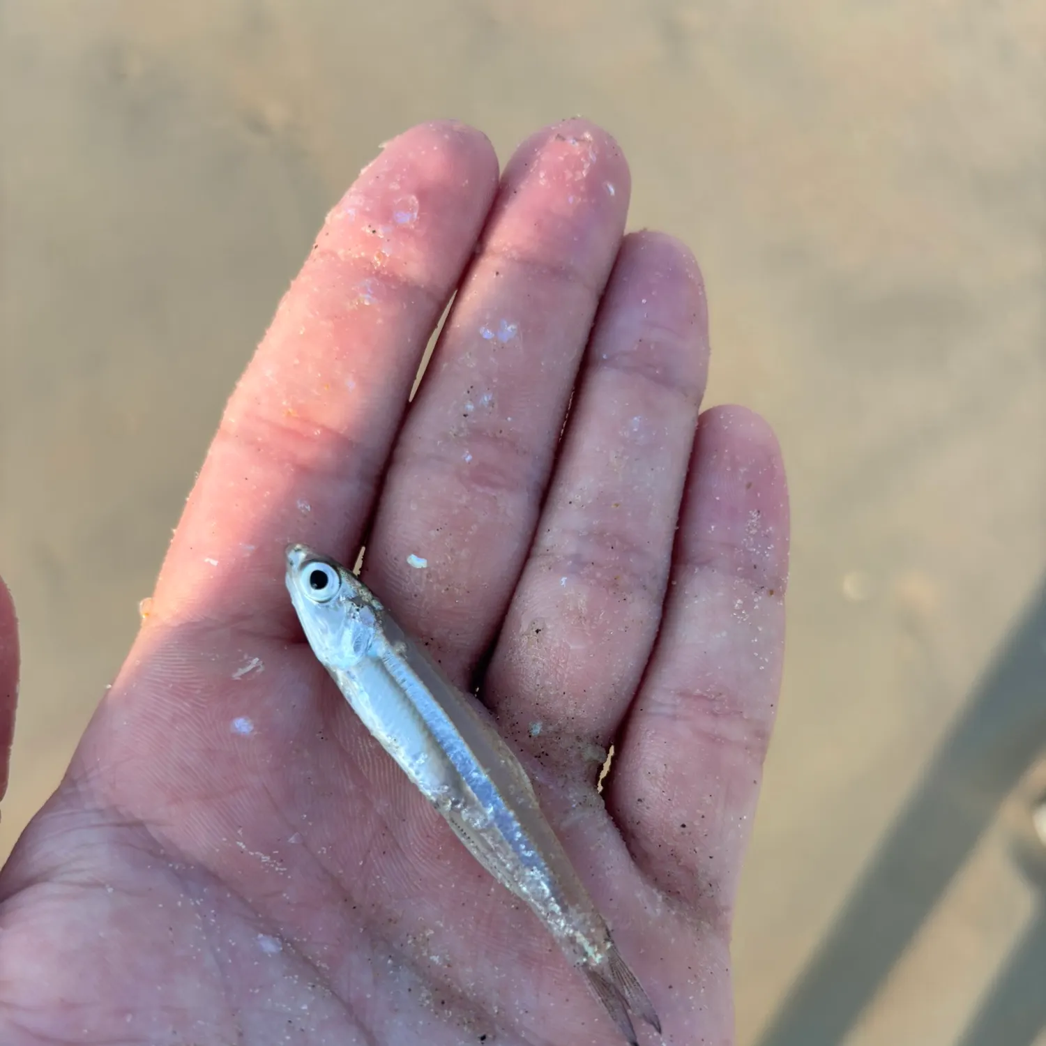 The most recent Bay anchovy catches on Fishbrain