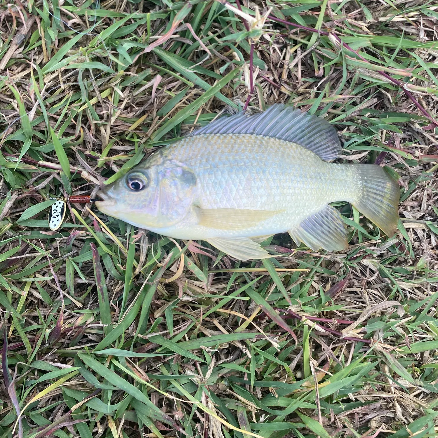 Nile tilapia caught on Fishbrain