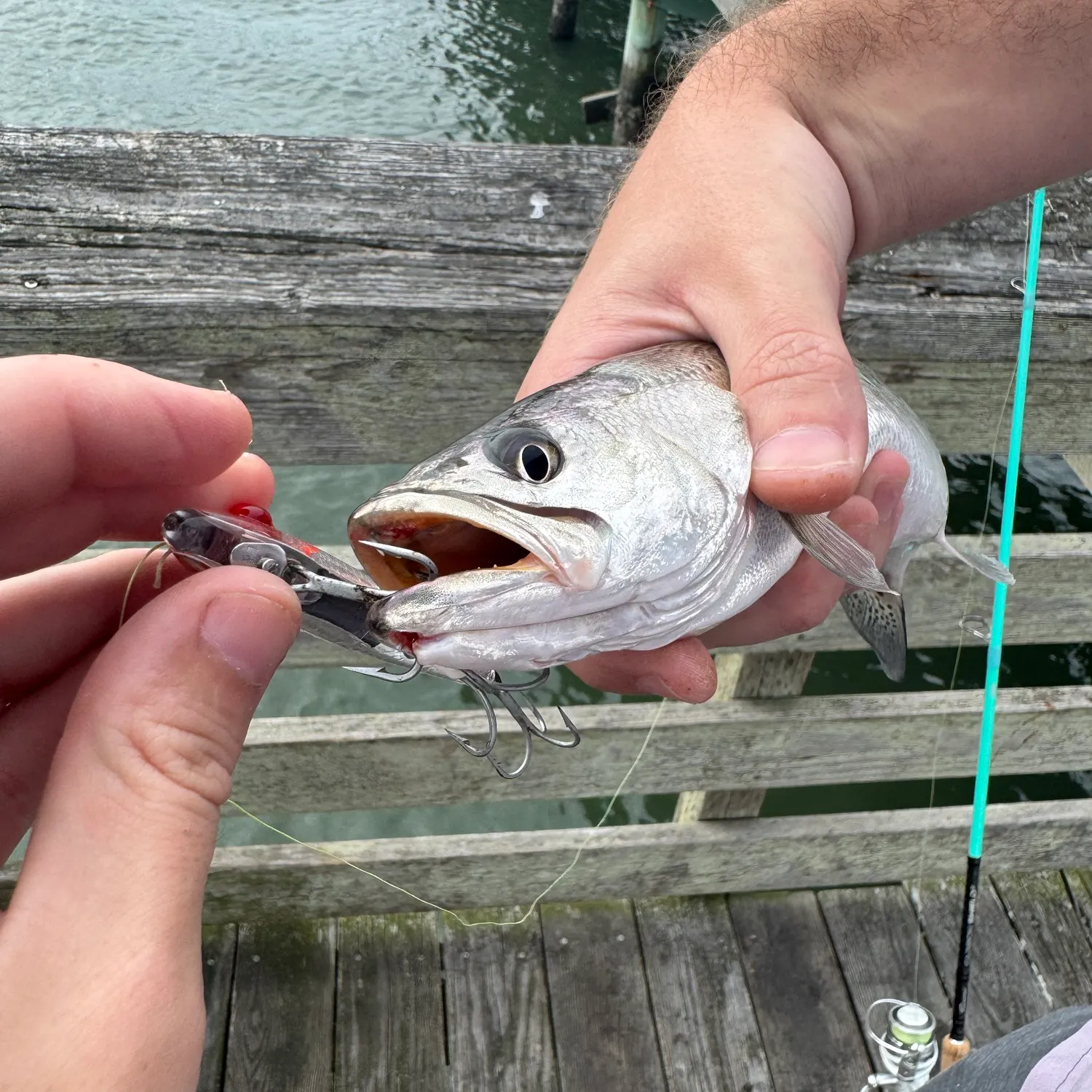 Spotted seatrout caught on Fishbrain