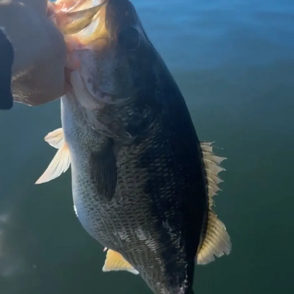 The most recent Spotted bass catches on Fishbrain