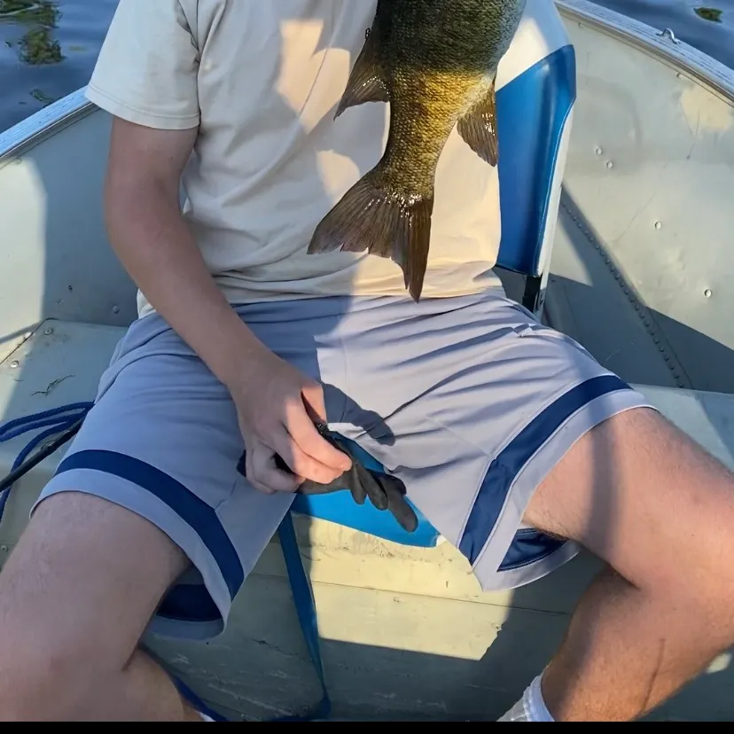 Smallmouth bass caught on Fishbrain