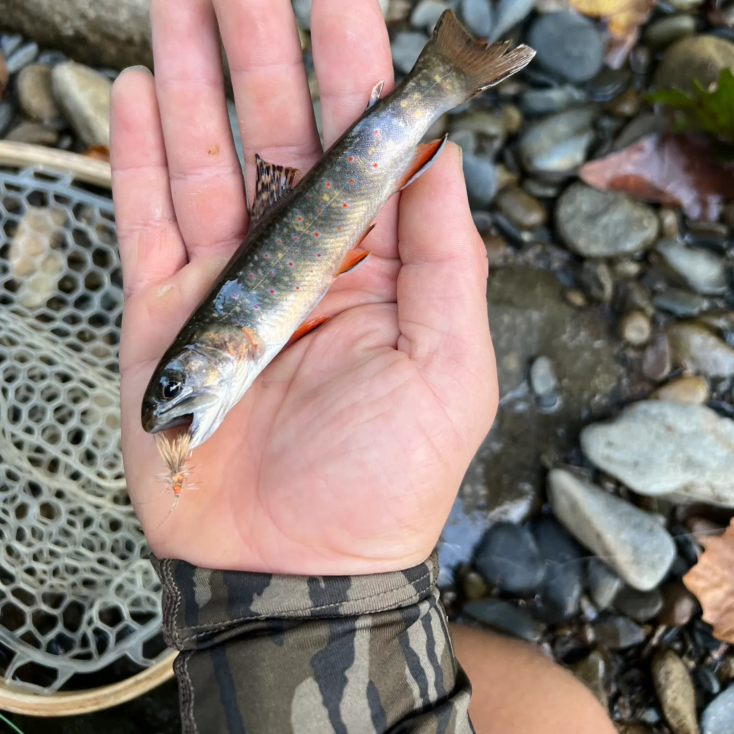 Brook trout caught on Fishbrain