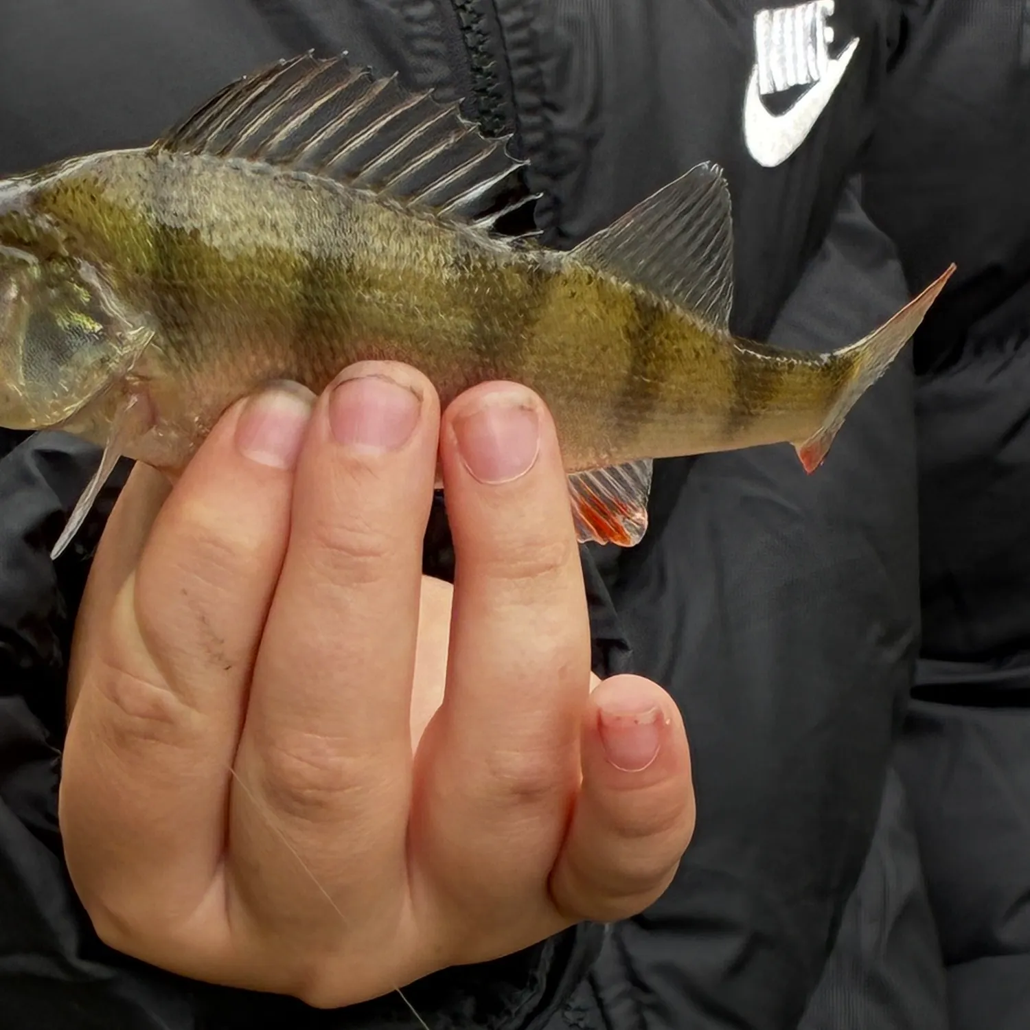 European perch caught on Fishbrain