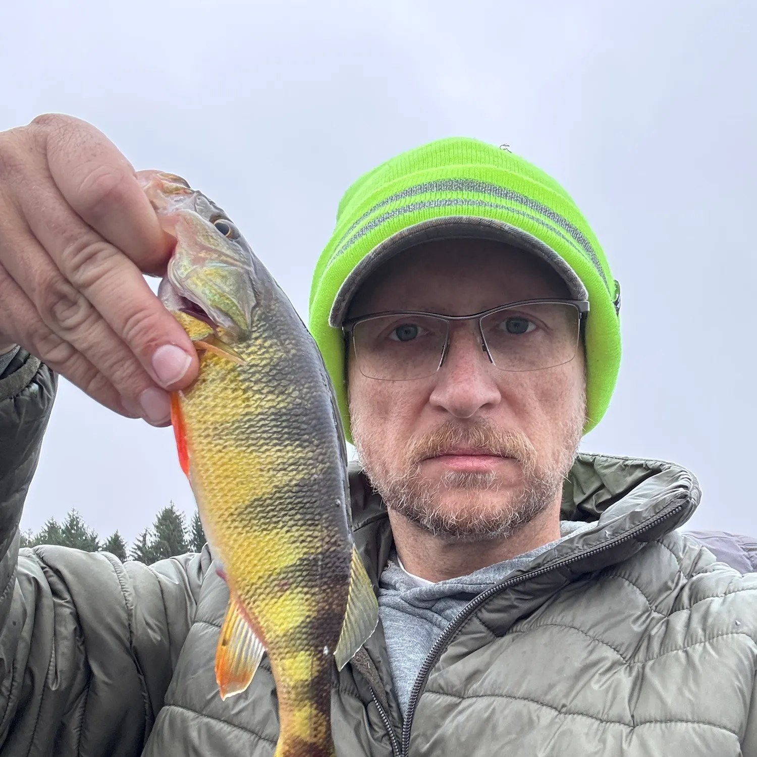 Yellow perch caught on Fishbrain