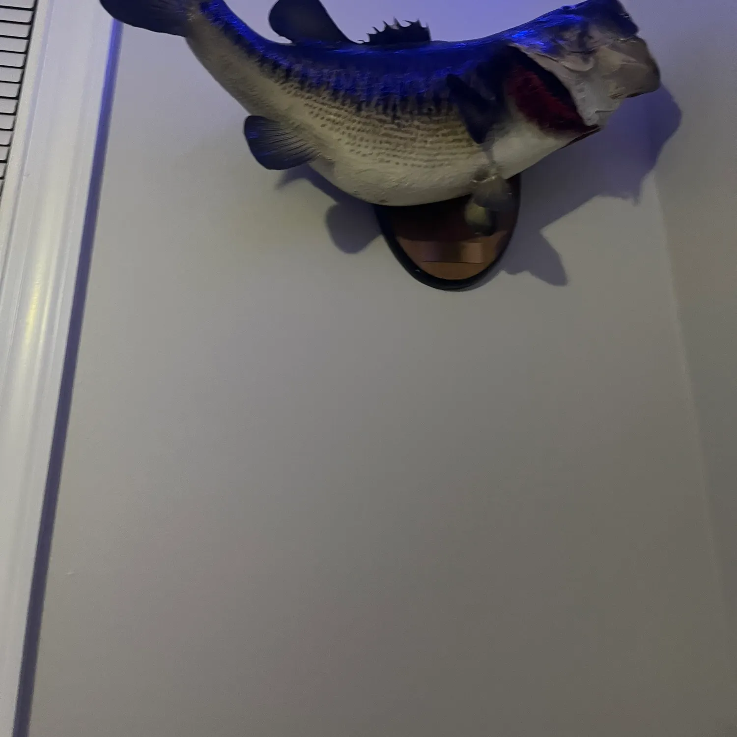 angler catch