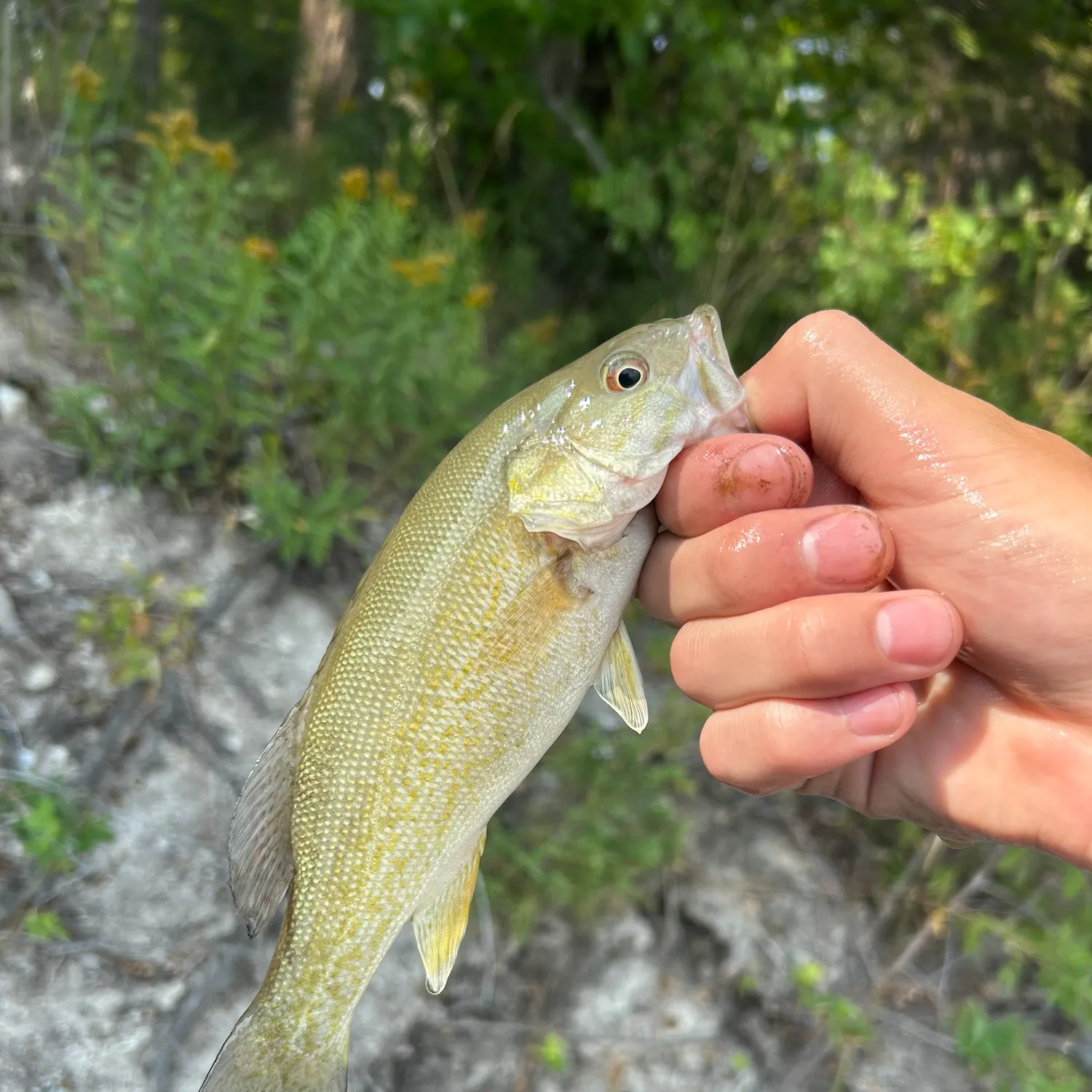 Smallmouth bass caught on Fishbrain