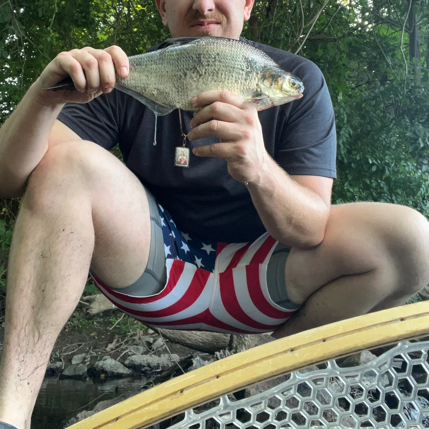 The most recent American gizzard shad catches on Fishbrain