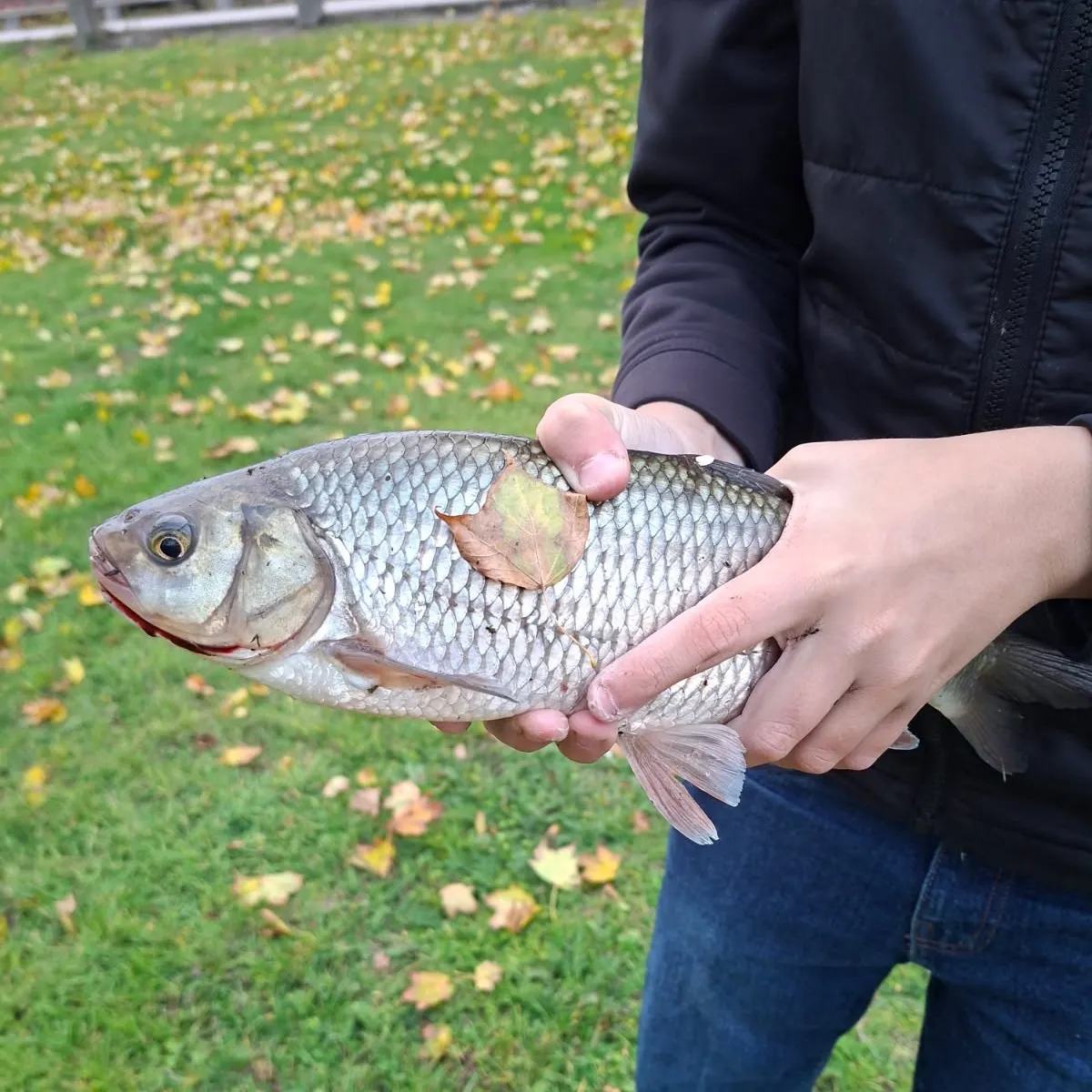 European chub caught on Fishbrain