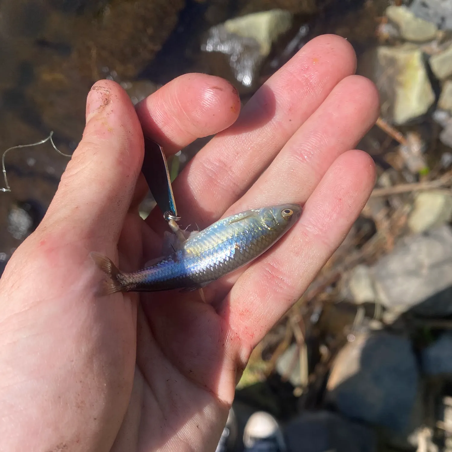 The most recent Emerald shiner catches on Fishbrain