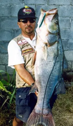 Black snook