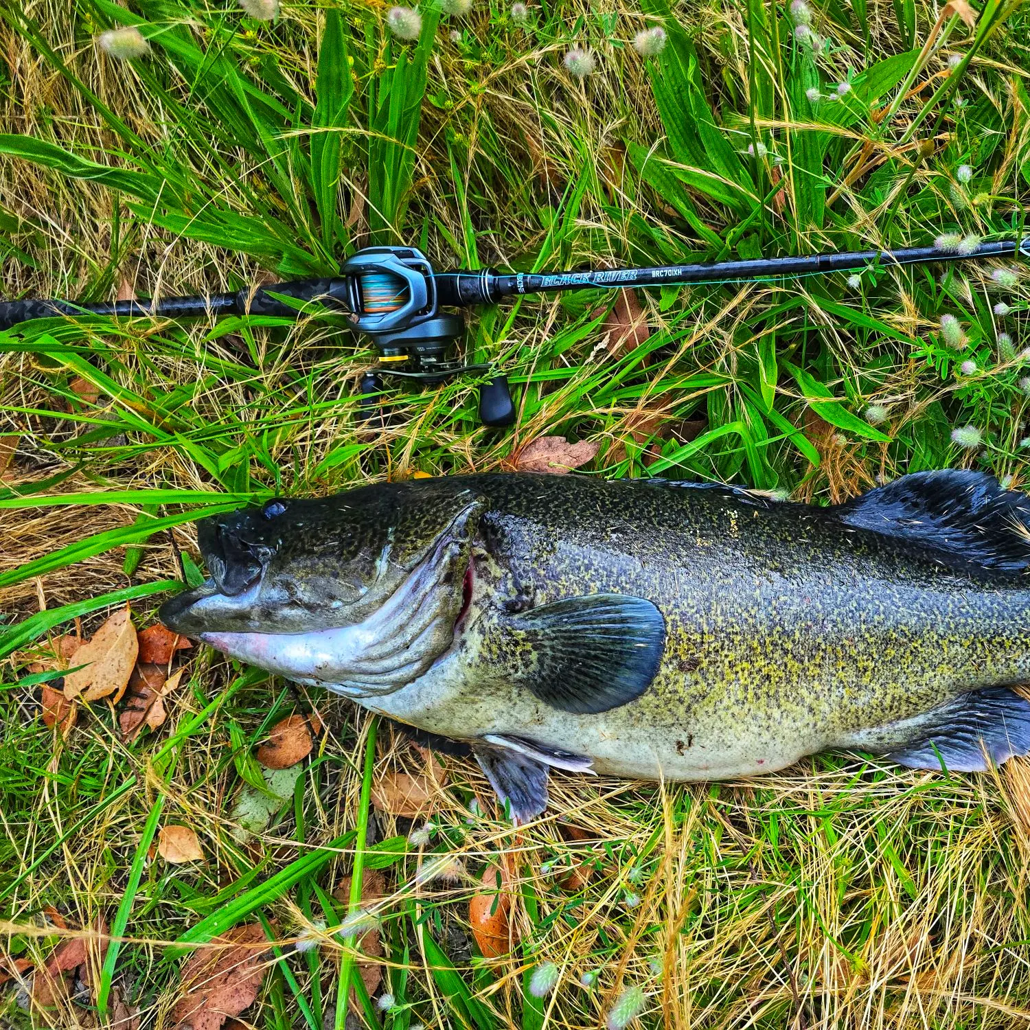 The most recent Murray cod catches on Fishbrain