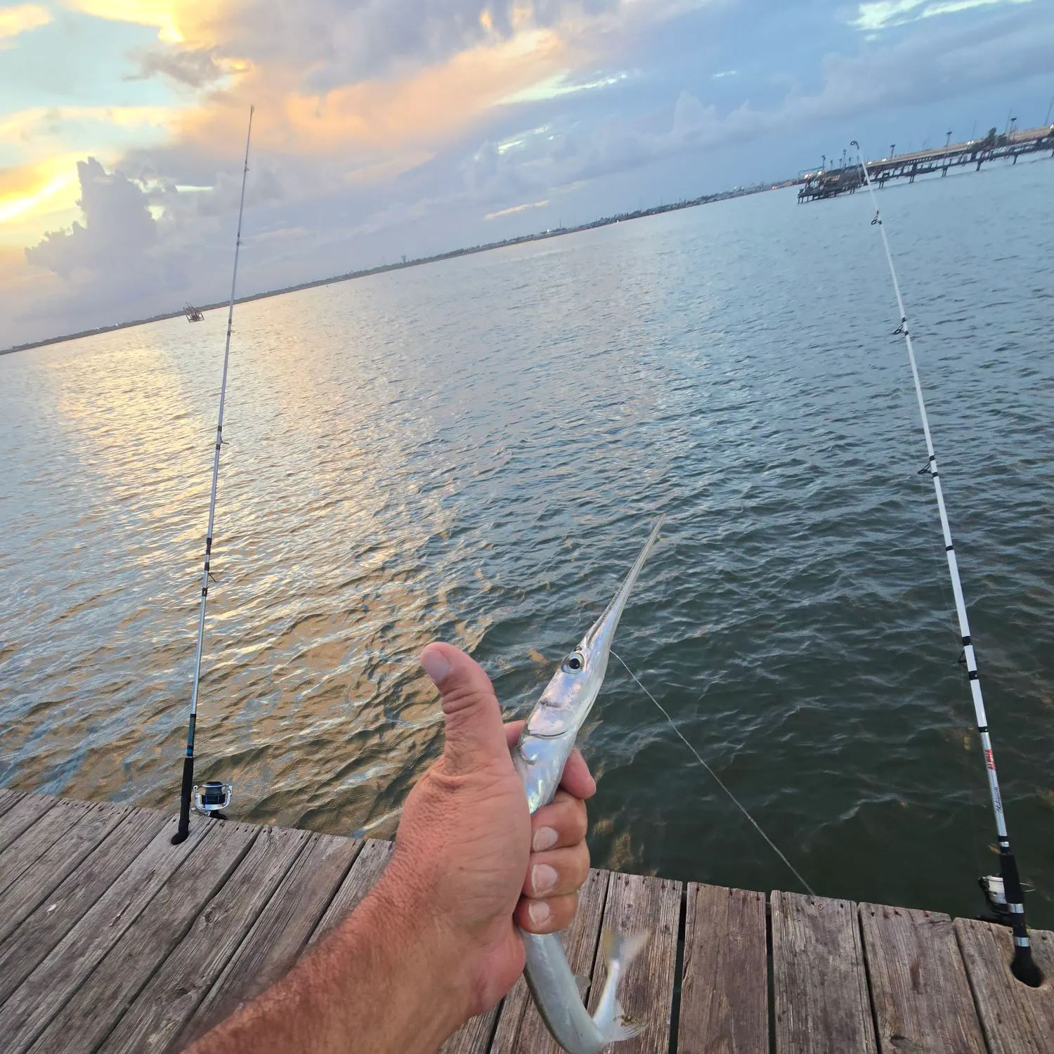Flat needlefish caught on Fishbrain
