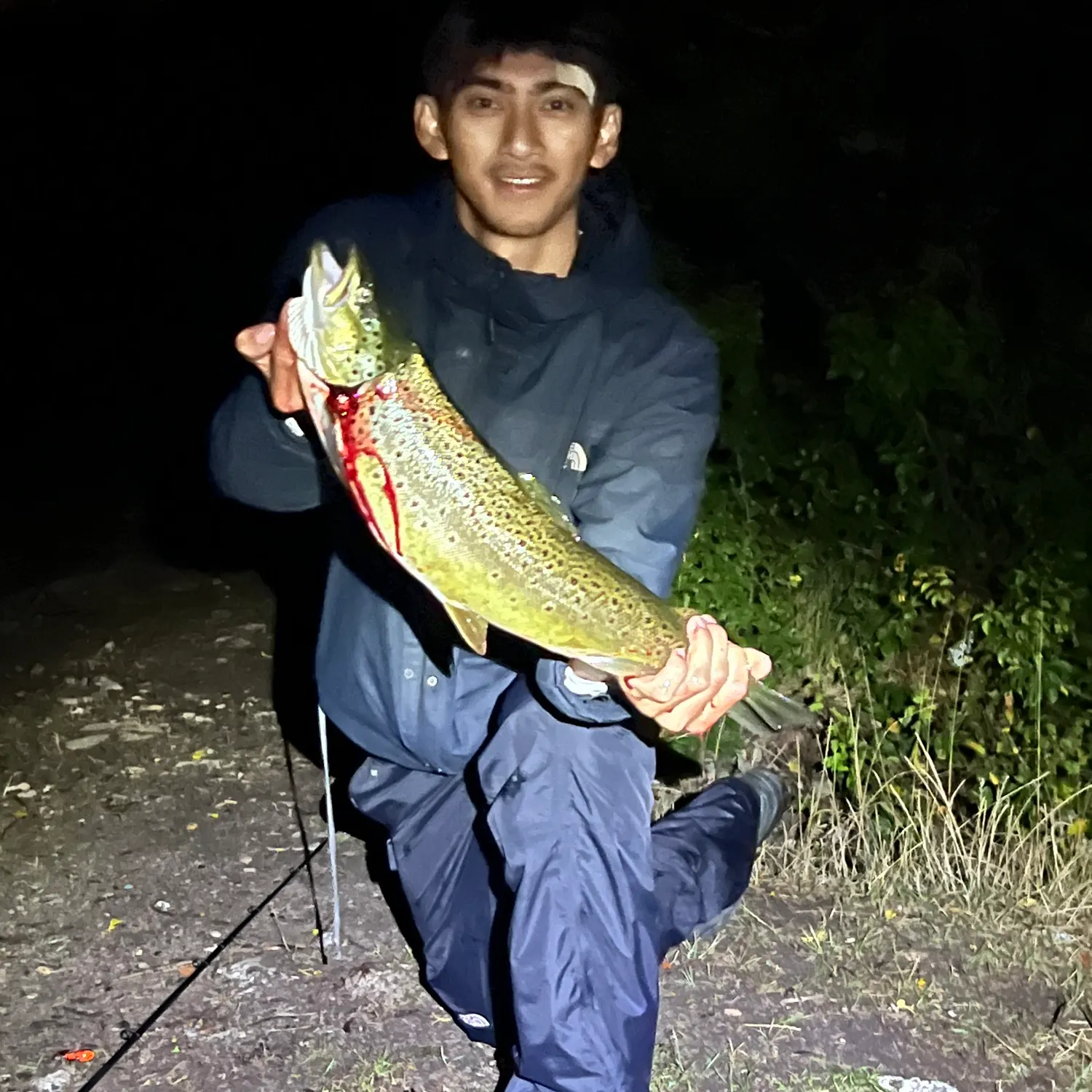 Brown trout caught on Fishbrain