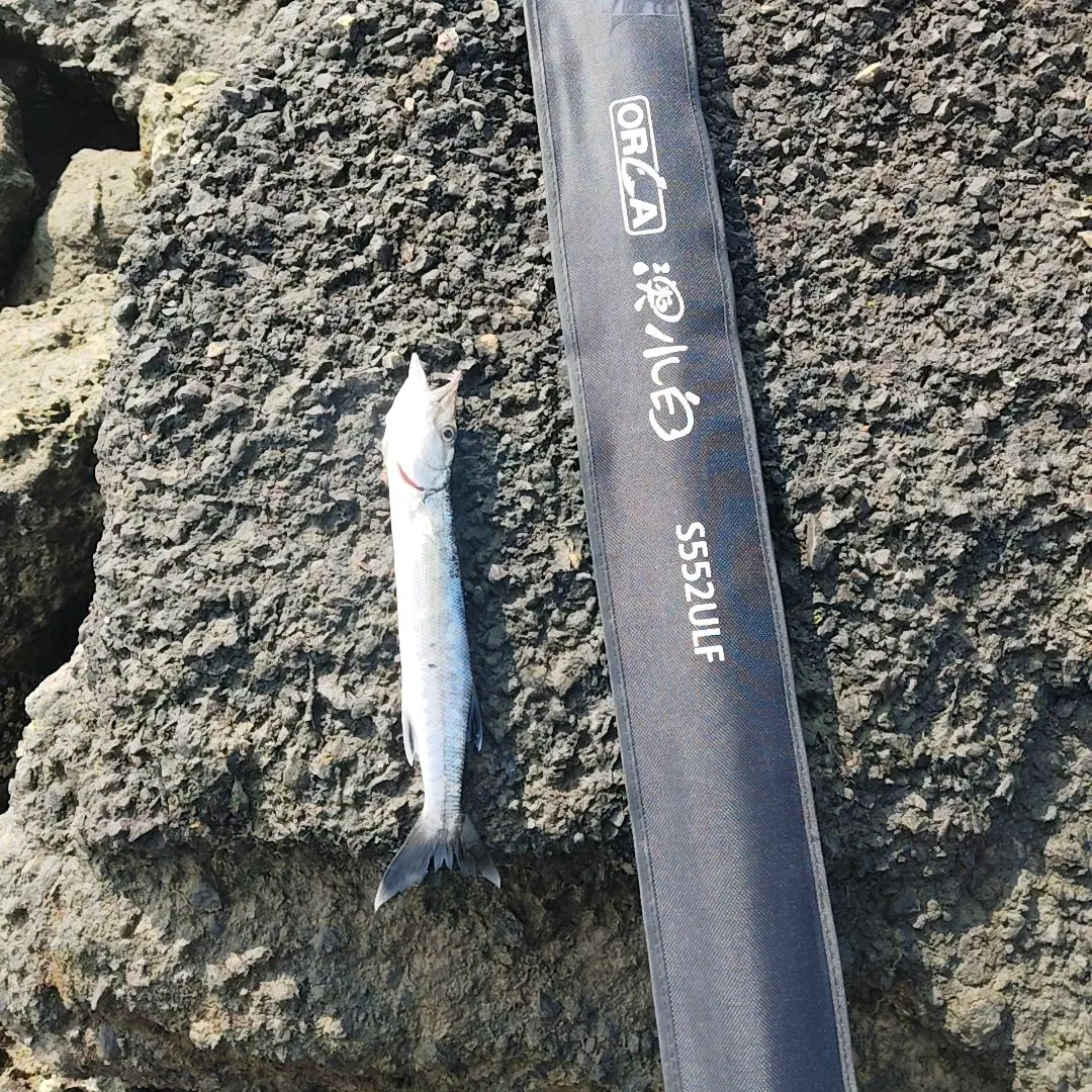 Great barracuda caught on Fishbrain
