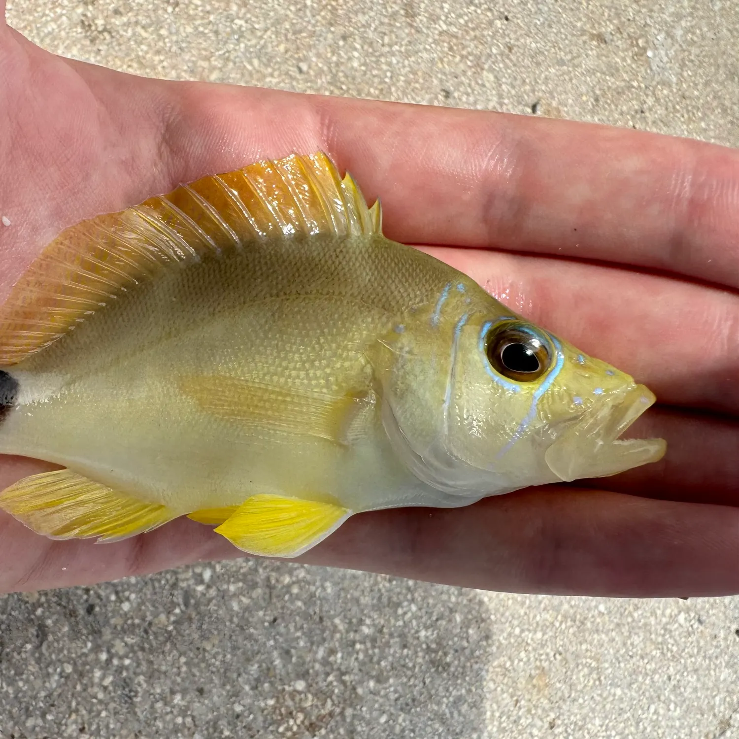 The most recent Butter Hamlet catches on Fishbrain