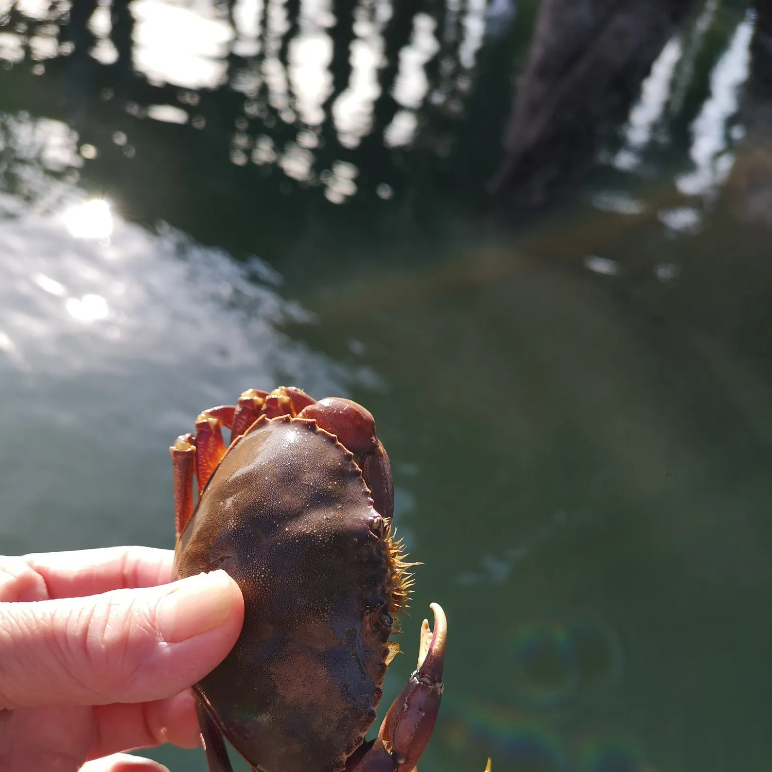 The most recent Graceful rock crab catches on Fishbrain