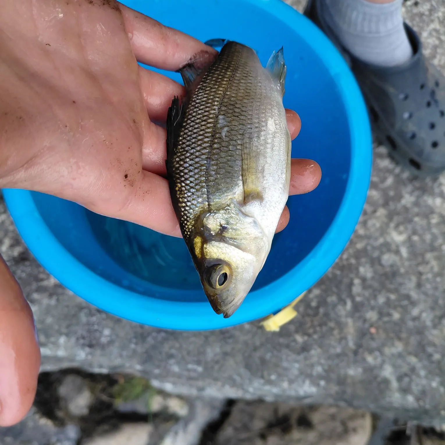 White perch caught on Fishbrain