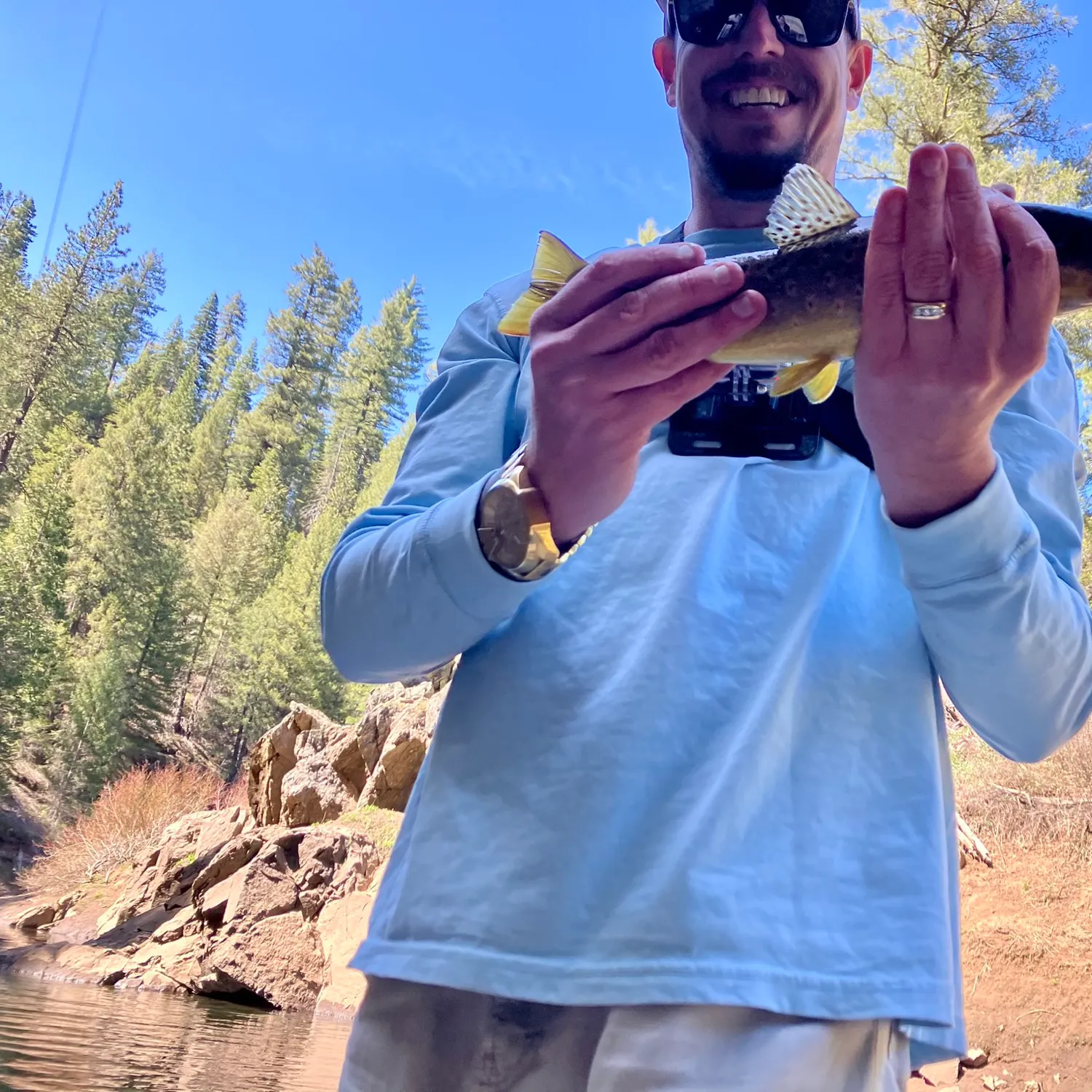 Brown trout caught on Fishbrain