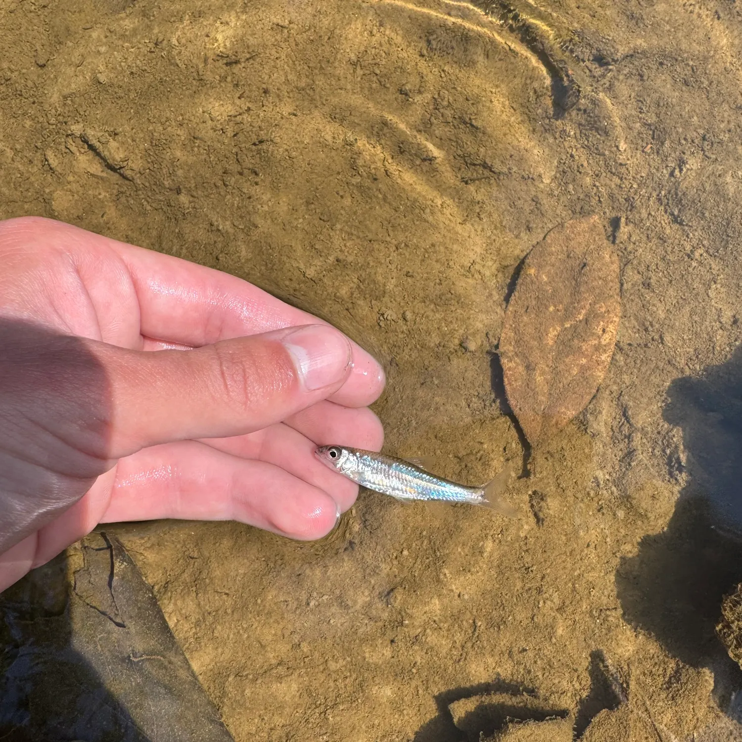 Sand shiner caught on Fishbrain