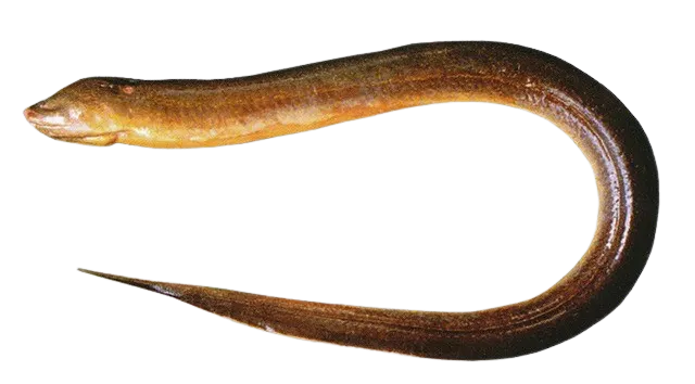 Asian swamp eel