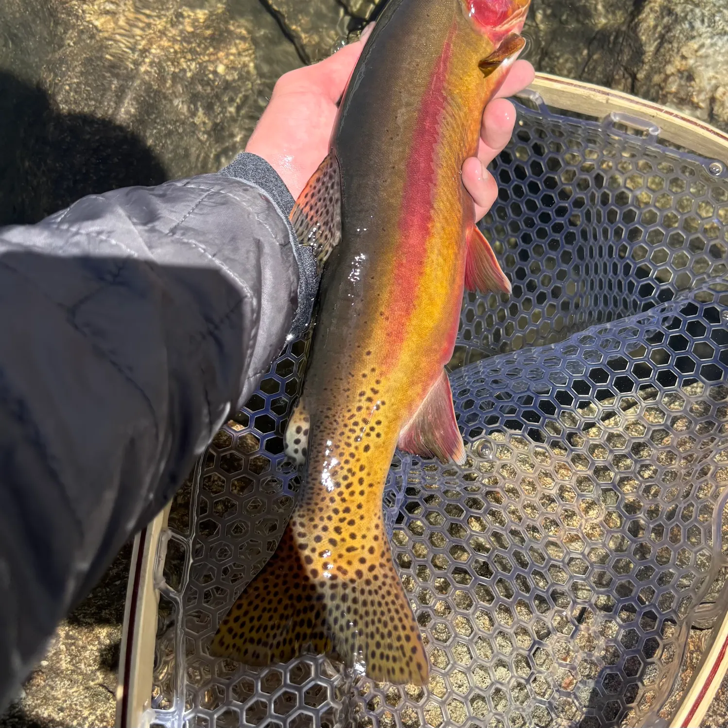 The most recent Golden trout catches on Fishbrain