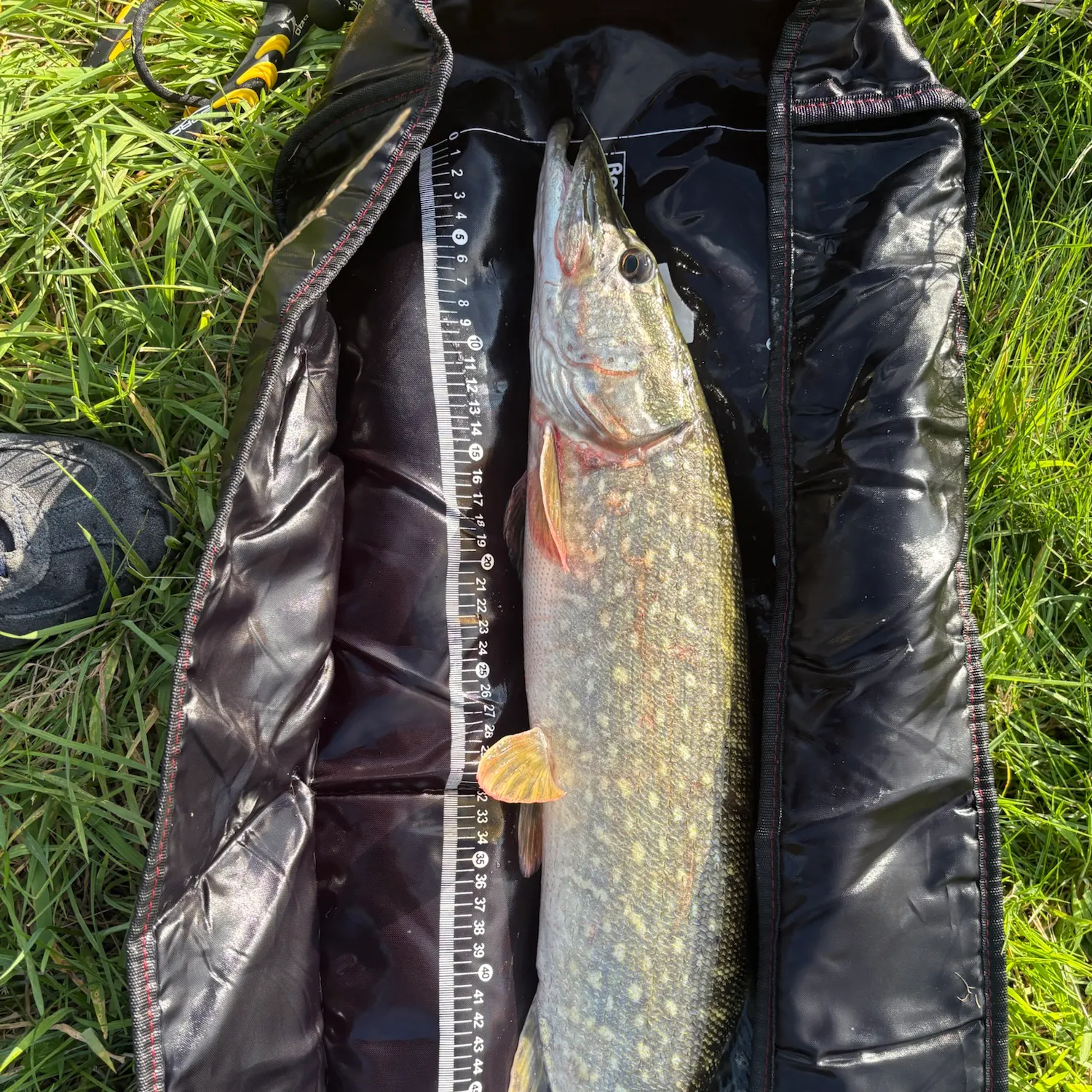 Northern pike caught on Fishbrain