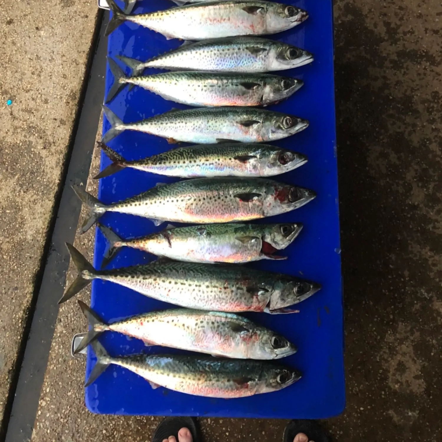 recently logged catches