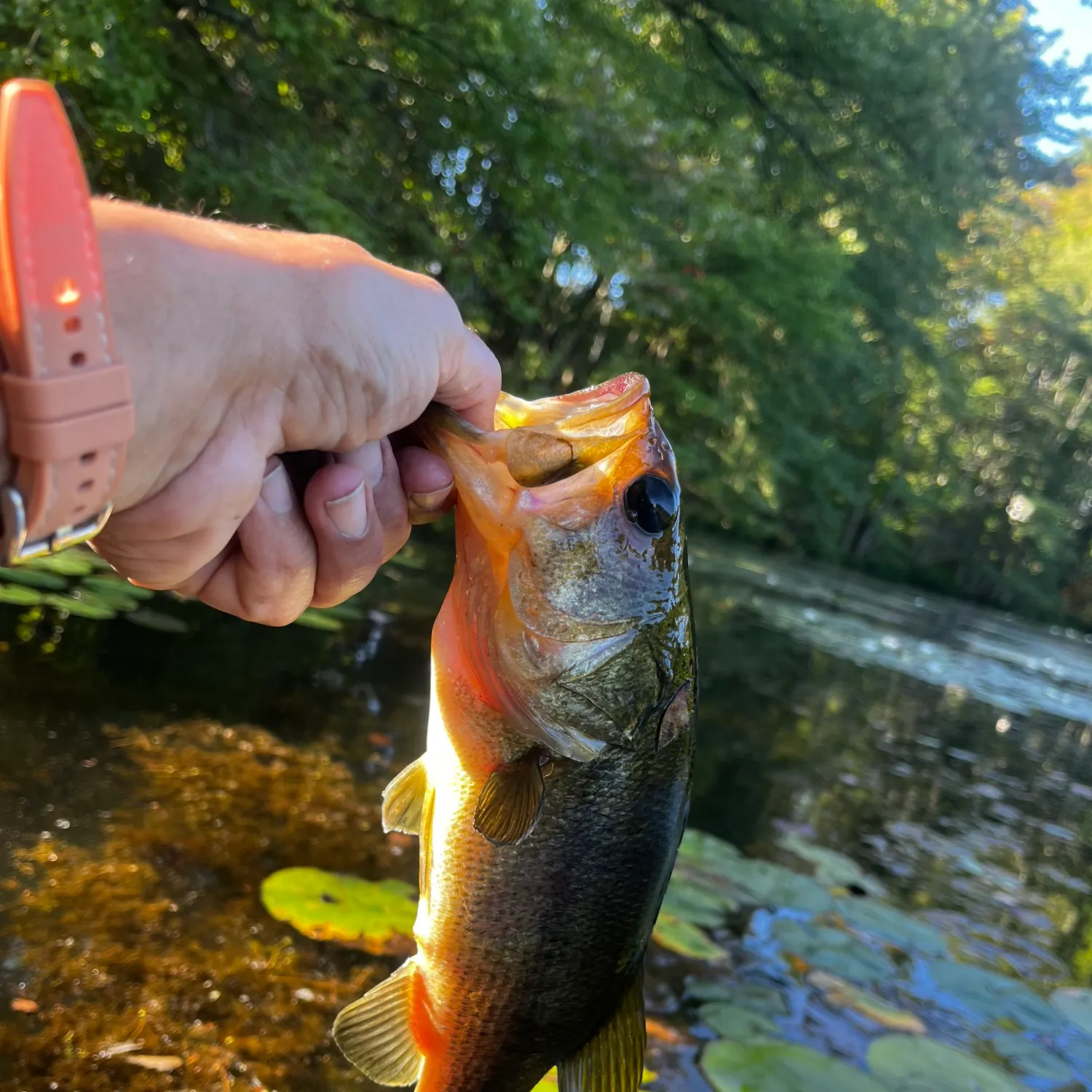 Largemouth bass caught on Fishbrain