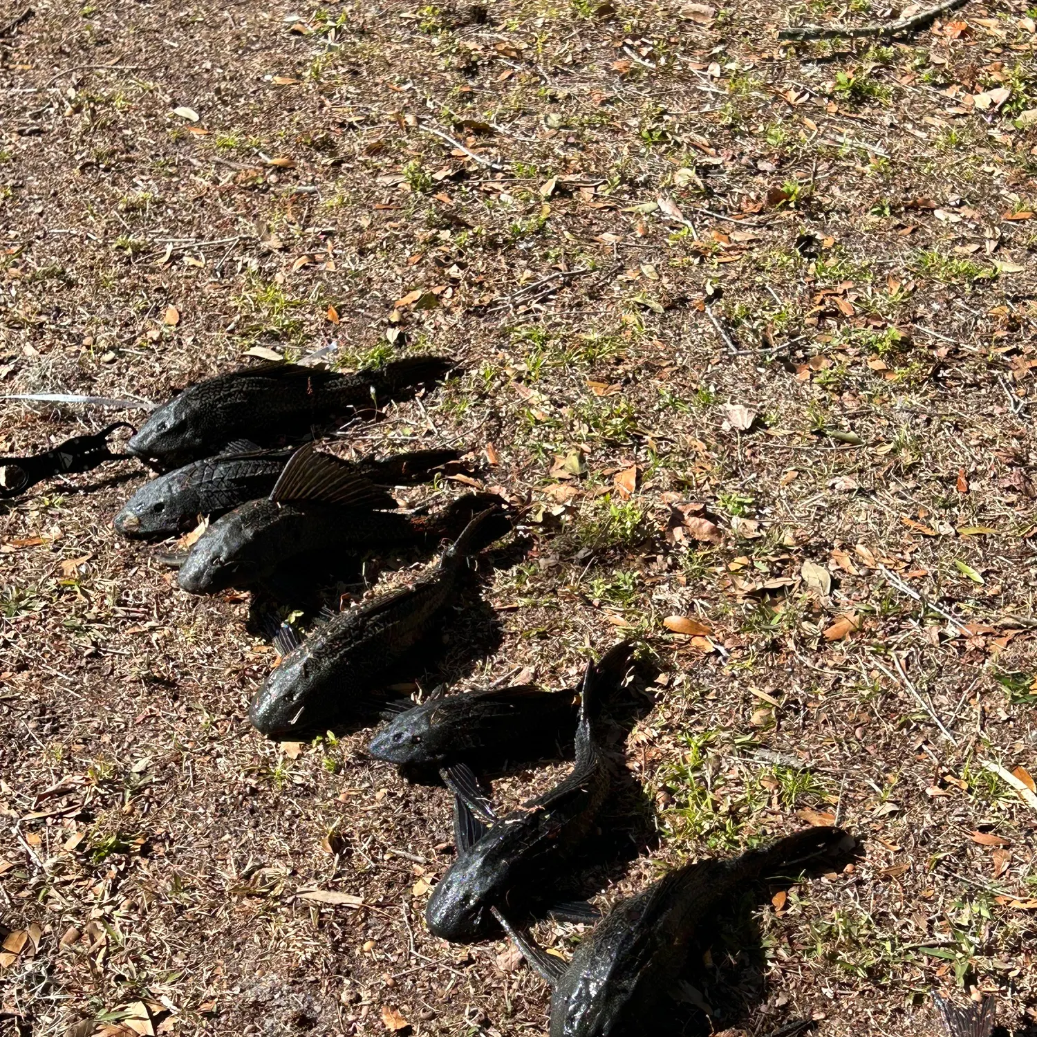 The most recent Suckermouth catfish catches on Fishbrain