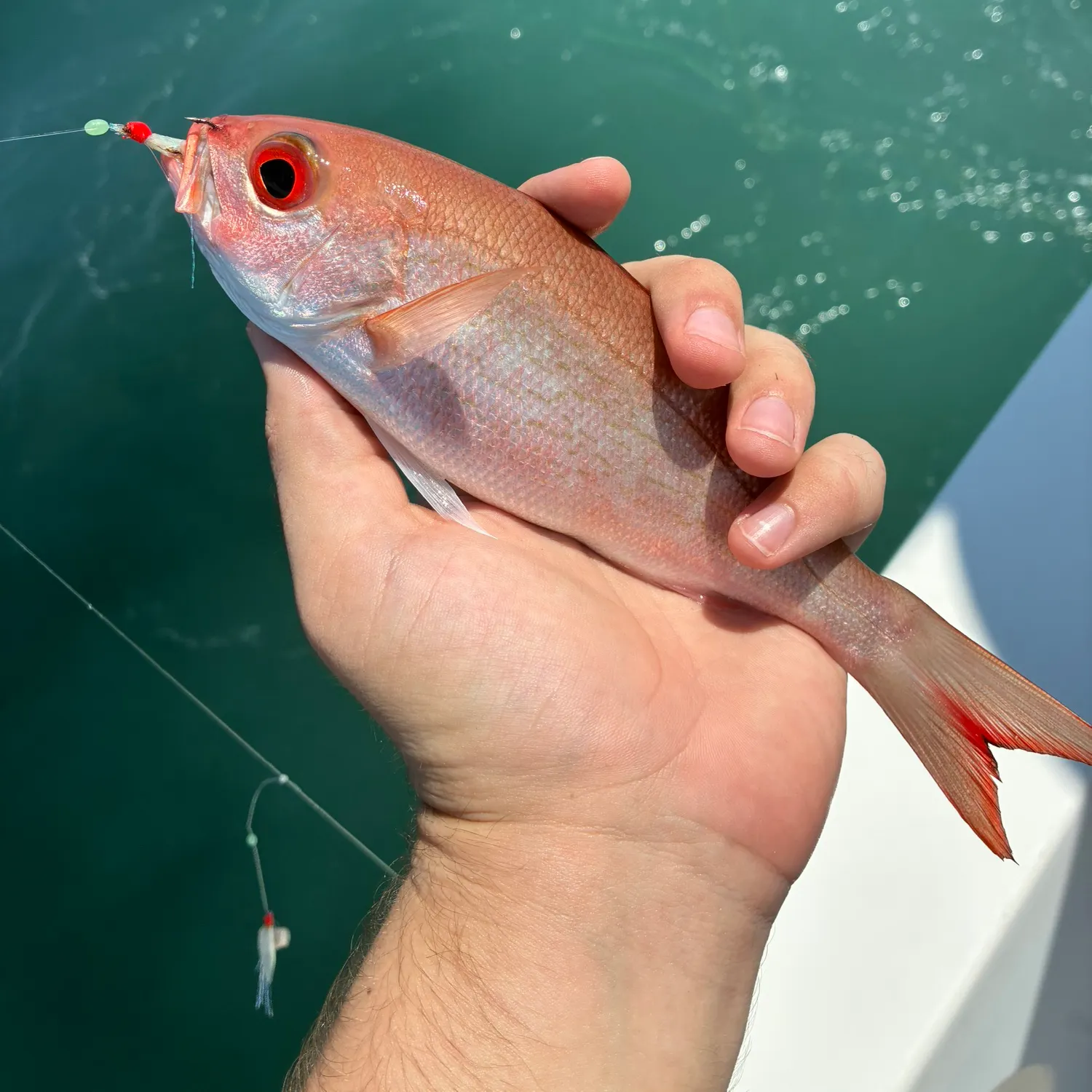 Vermilion snapper caught on Fishbrain