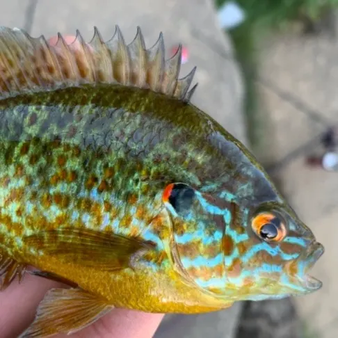 Pumpkinseed caught on Fishbrain