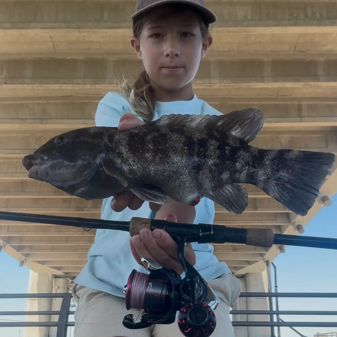 The most recent Tautog catches on Fishbrain