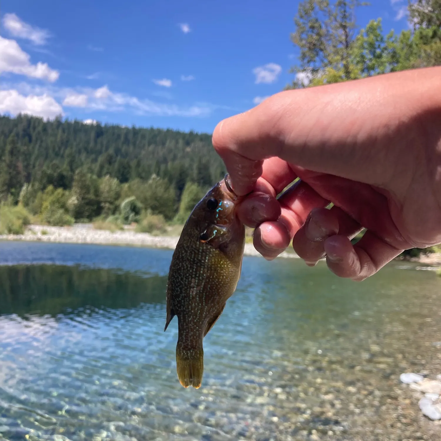 Green sunfish caught on Fishbrain