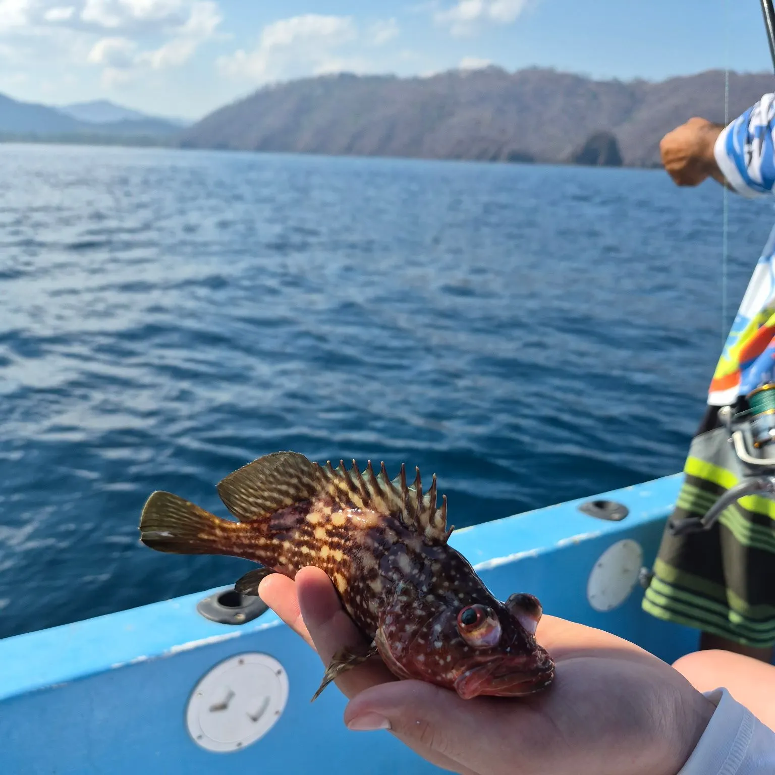 The most recent Marbled Rockfish catches on Fishbrain