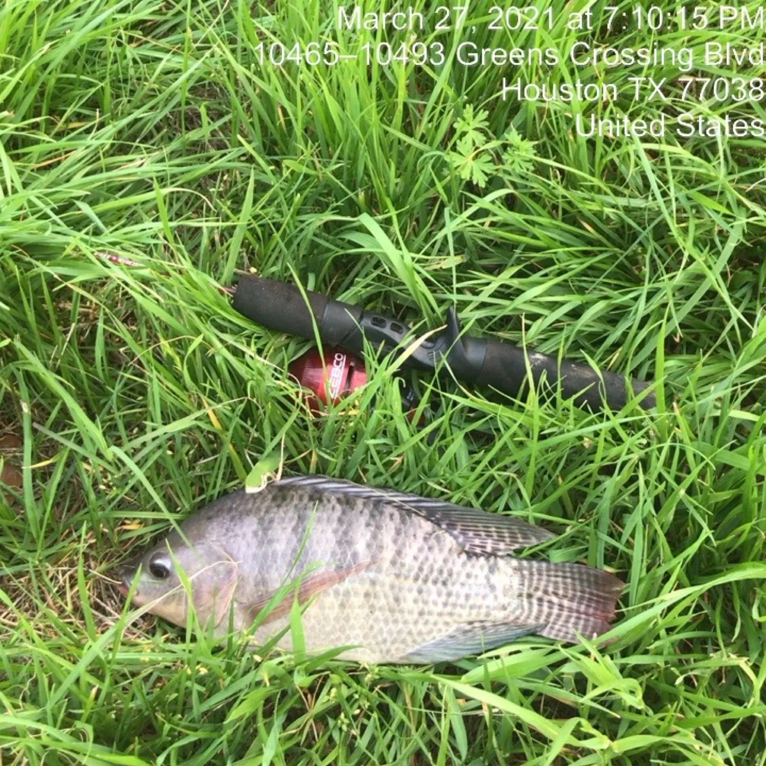 recently logged catches