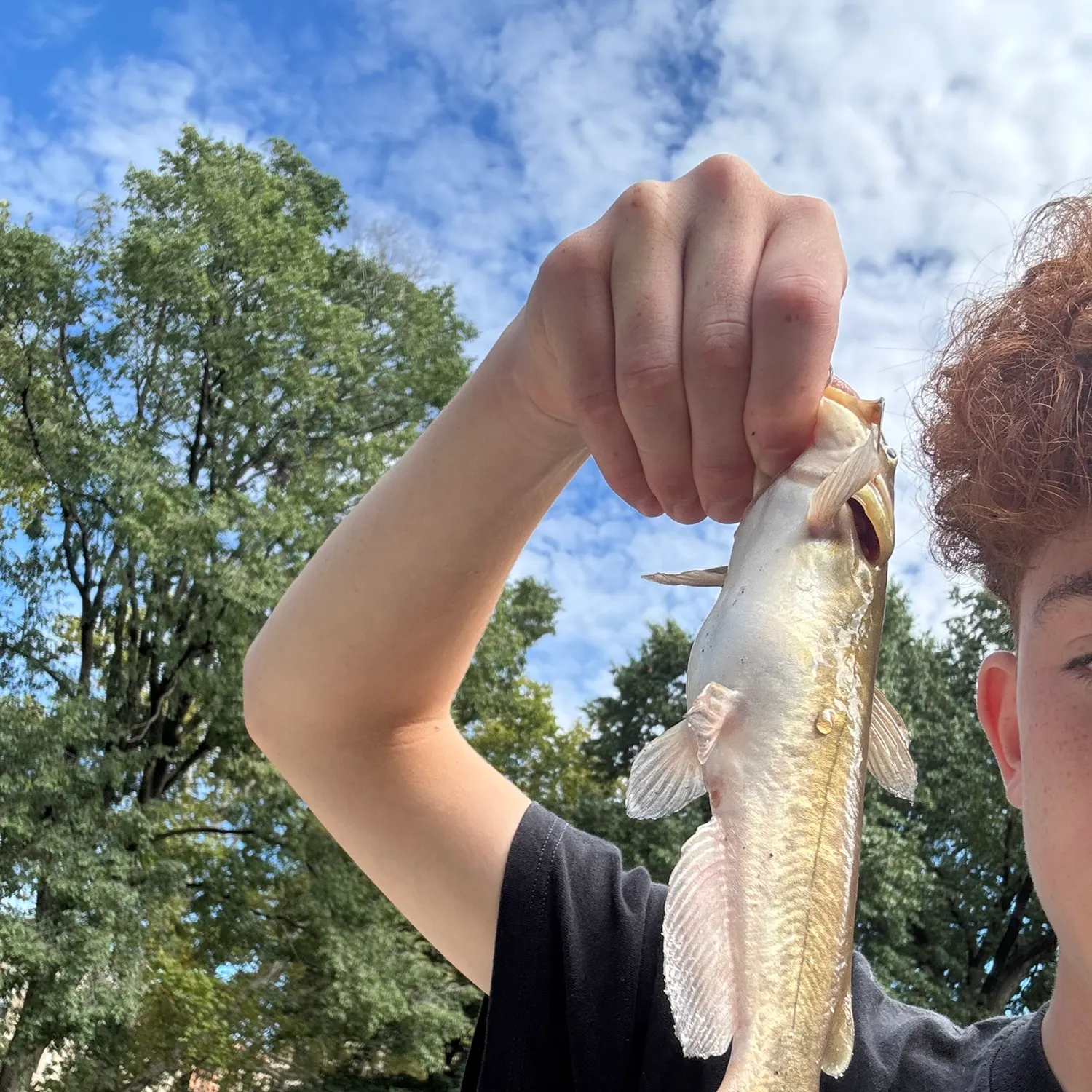 Brown bullhead caught on Fishbrain